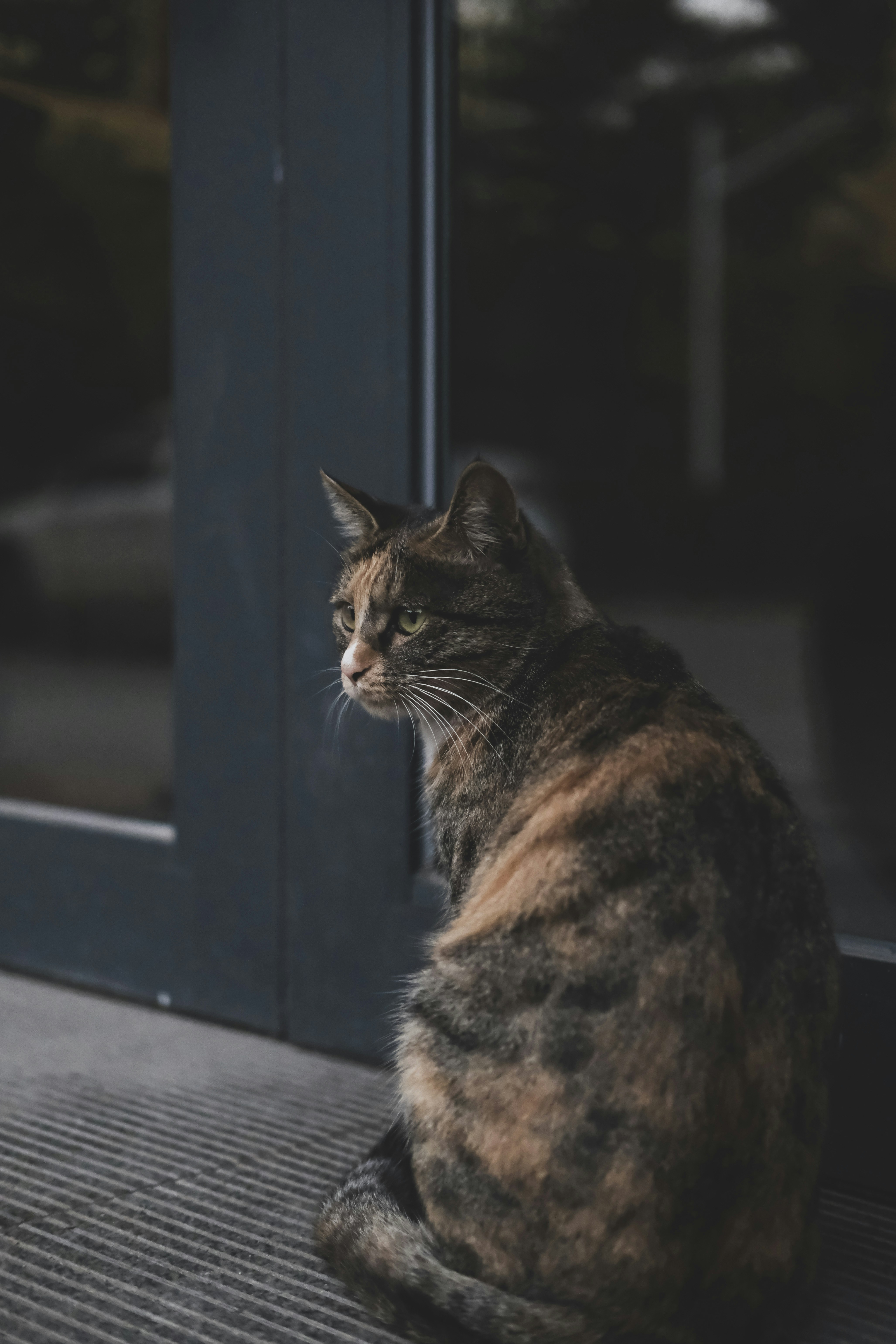 Tortoiseshell Cat Waiting By Glass Door