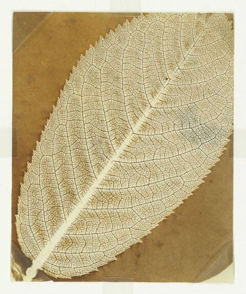 Leaf Vein Skeleton Specimen