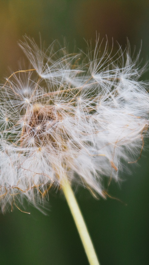 Close Up of Dandelion Seed Head