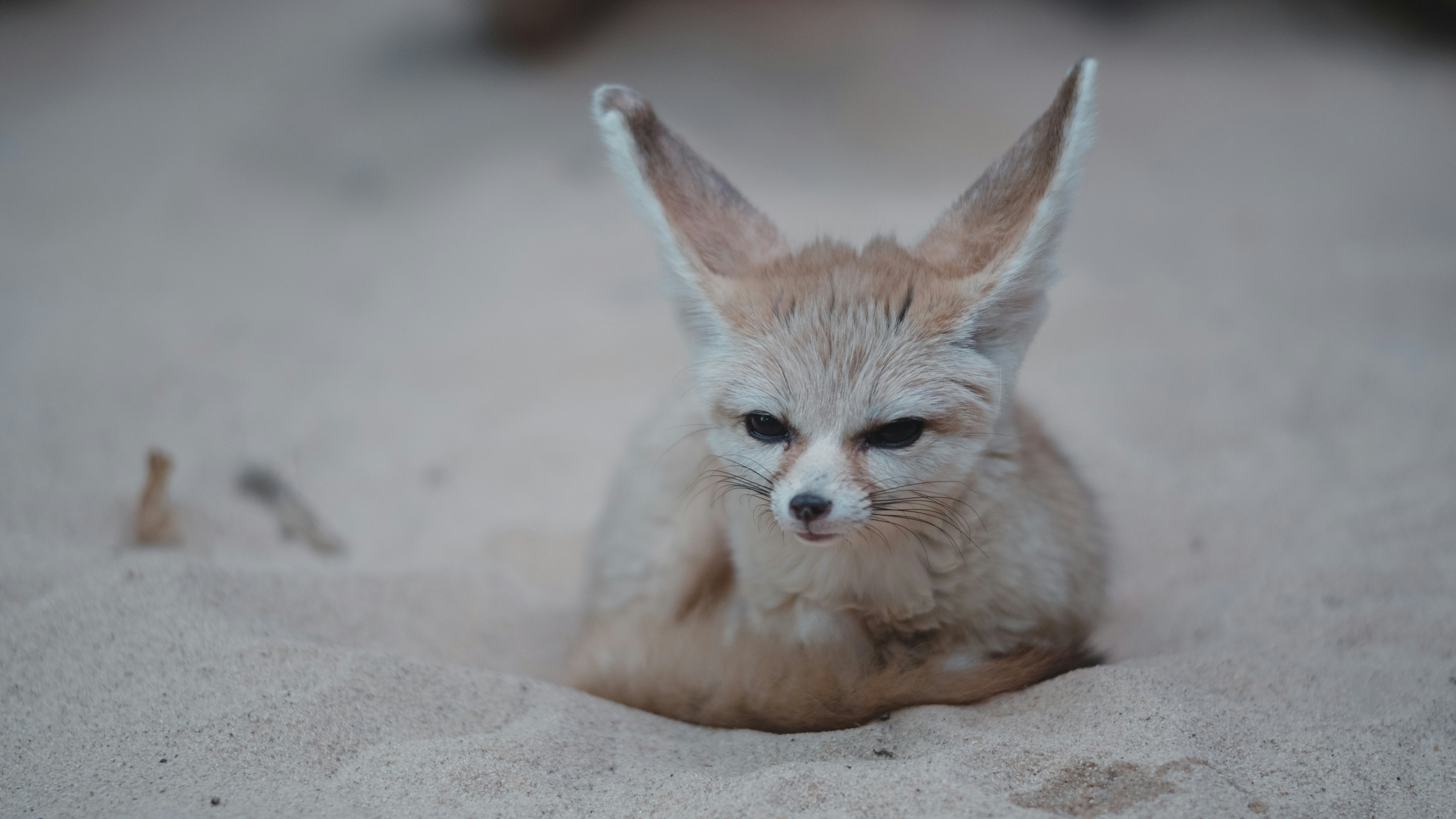 Fennec Fox Resting On Sand
