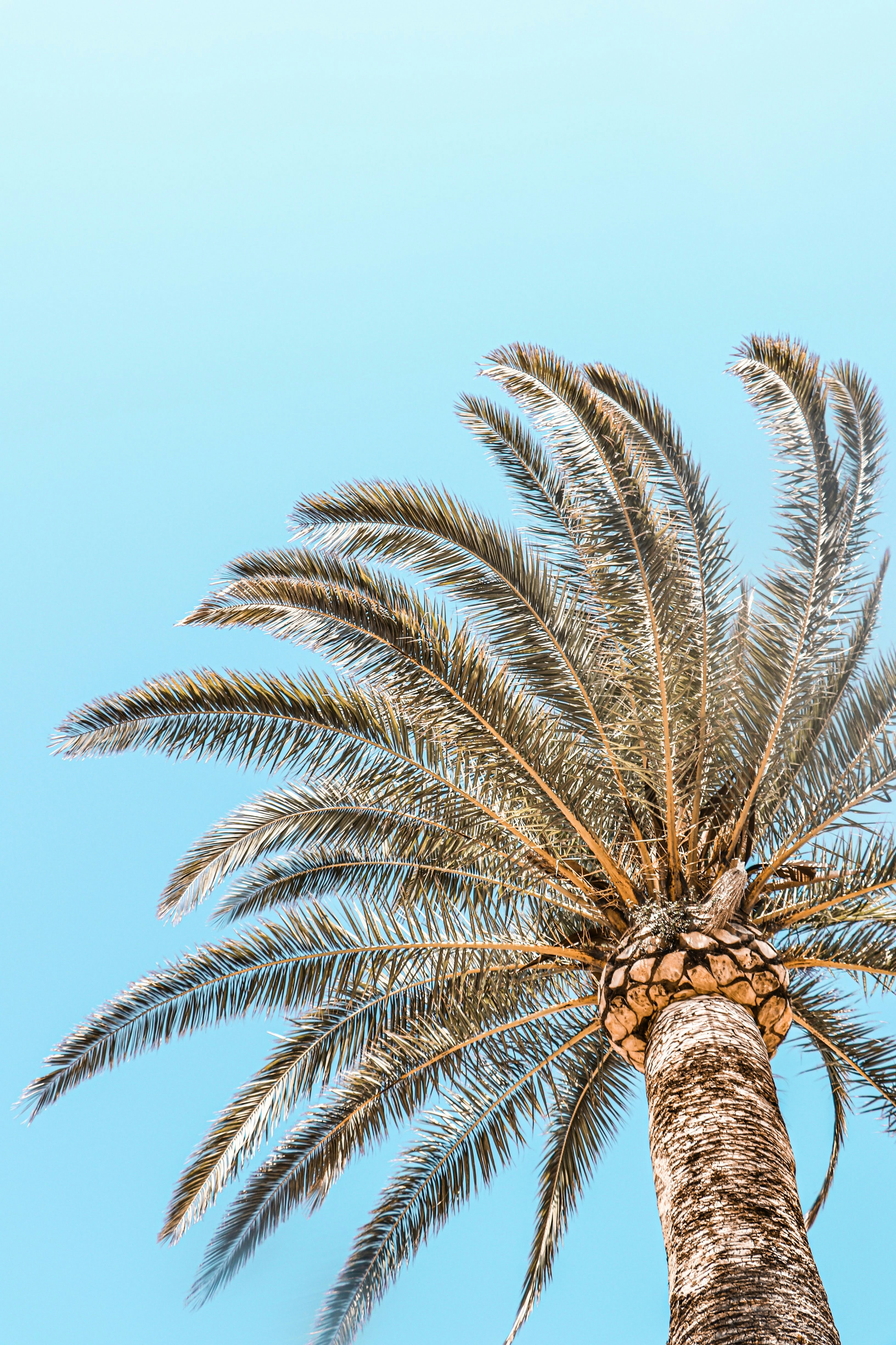 Palm Tree Under Clear Blue Sky