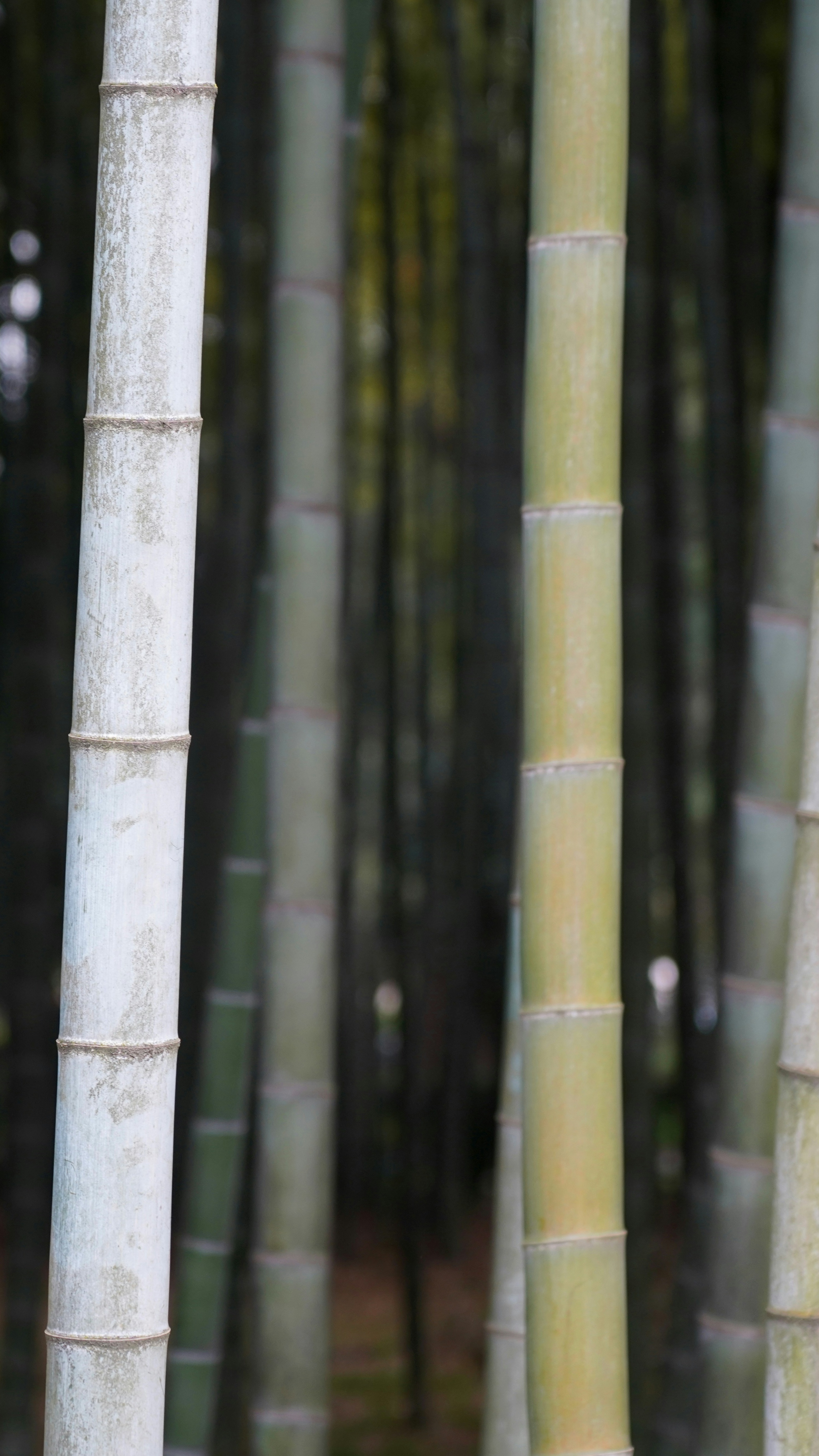 Close Up of Bamboo Stalks