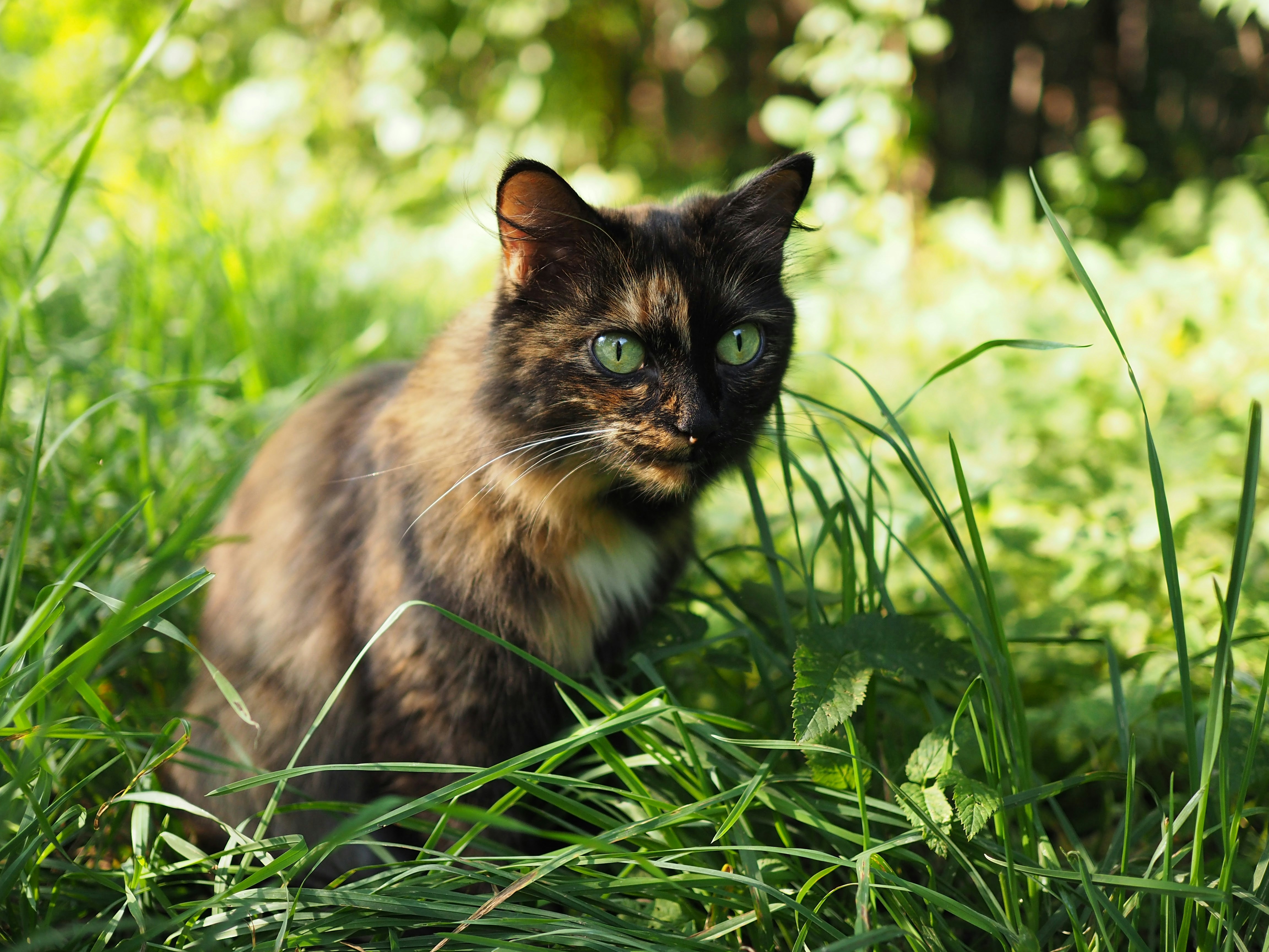 Tortoiseshell Cat Hiding in Grass