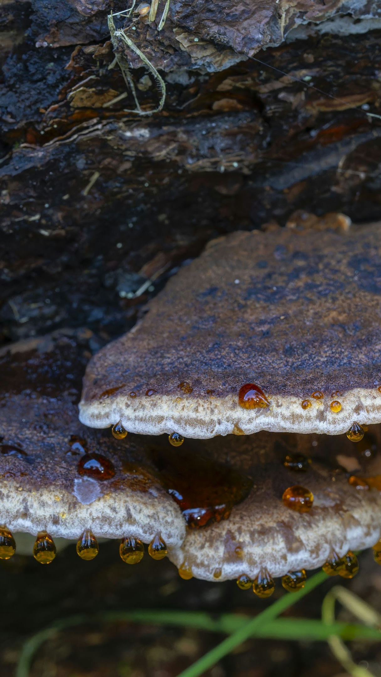 Guttation Droplets on Shelf Fungi