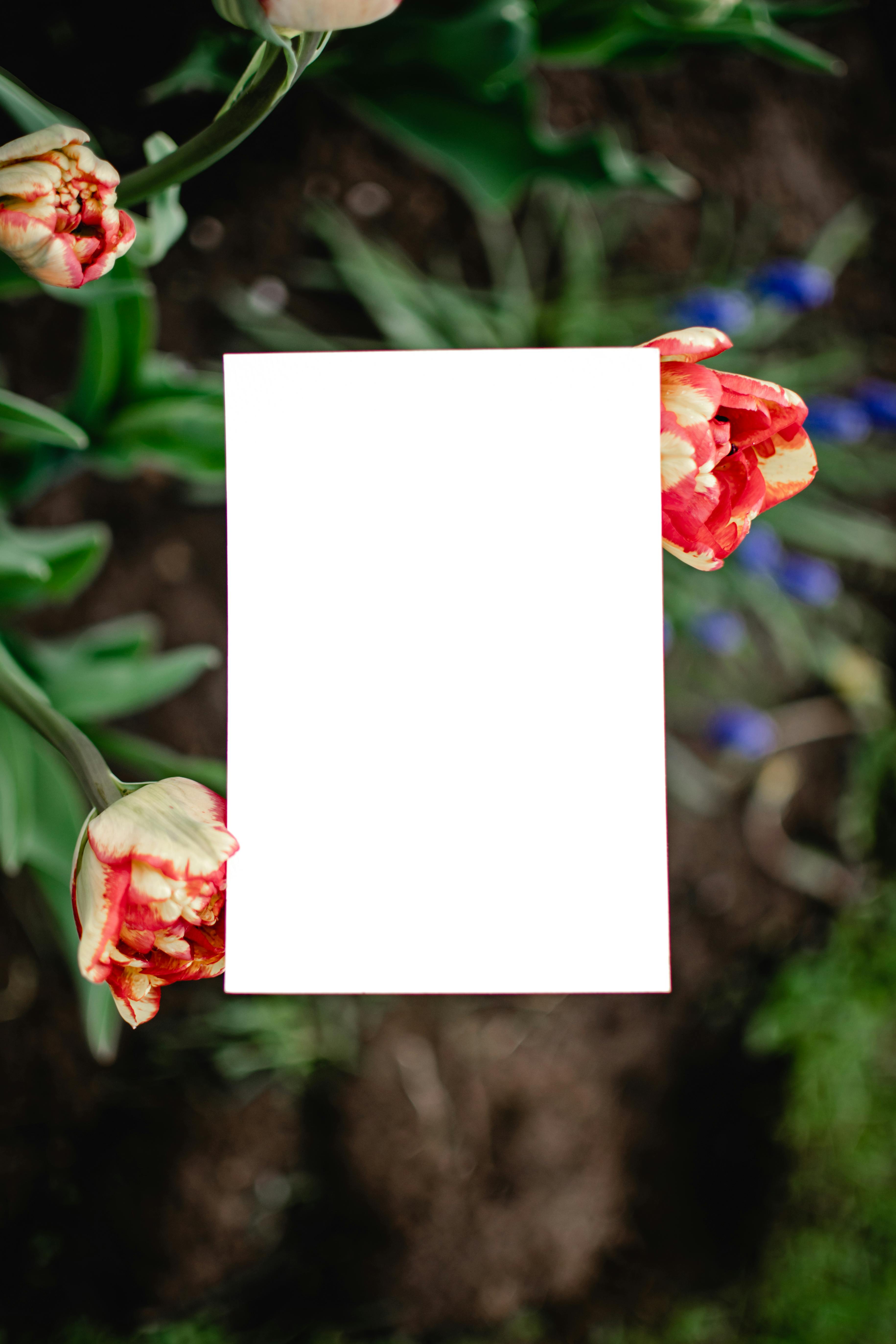Blank Card Among Garden Tulips