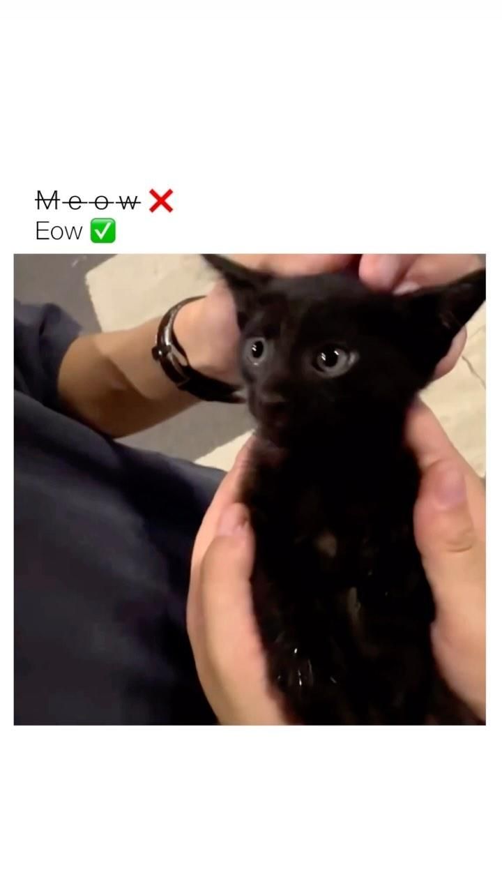 Black Kitten Pun Meme