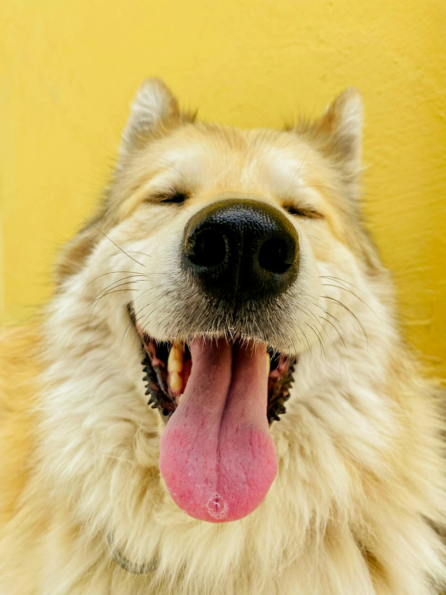 Smiling Fluffy Dog on Yellow Background