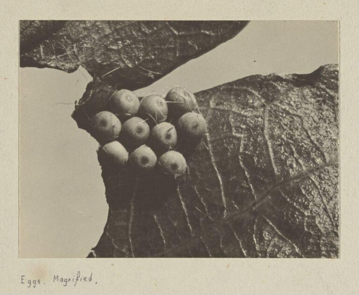 Magnified Insect Eggs on Leaf — Science