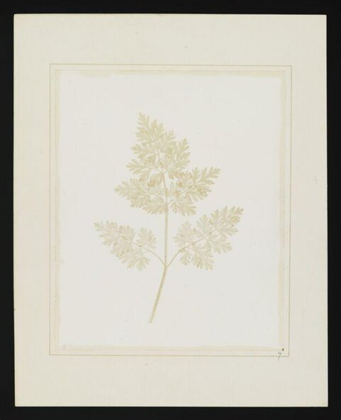 Pressed Herbarium Plant Specimen