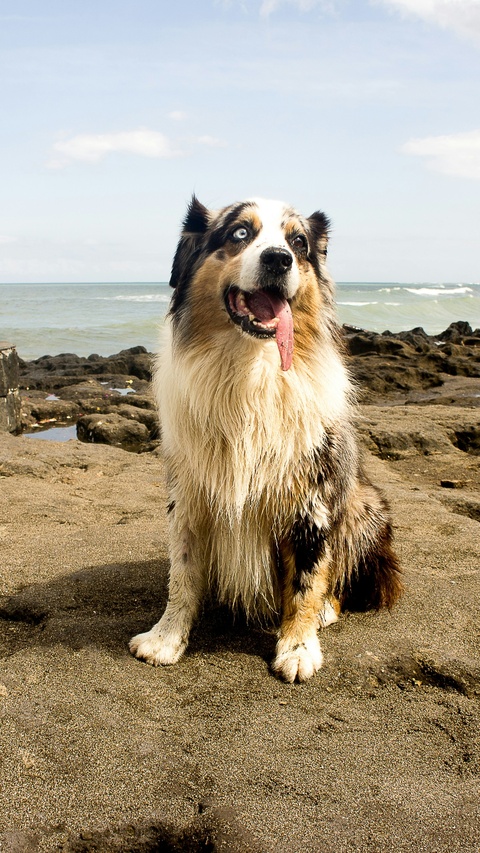 Merle Australian Shepherd At Rocky Beach