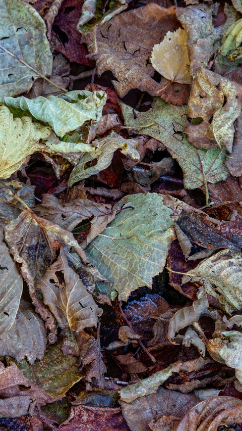 Pile of Dried Fallen Autumn Leaves
