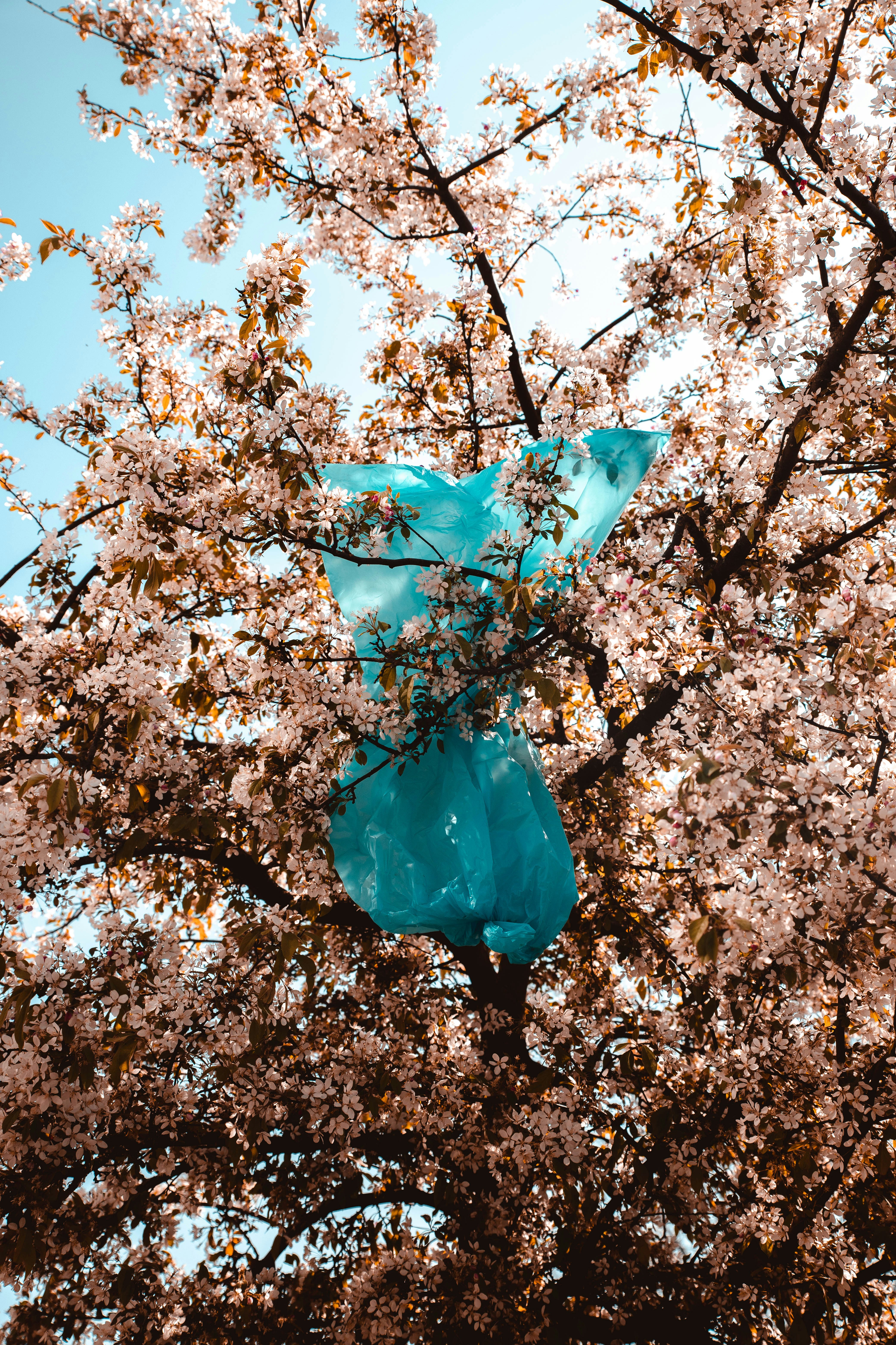 Blue Plastic Bag Caught in Blooming Tree