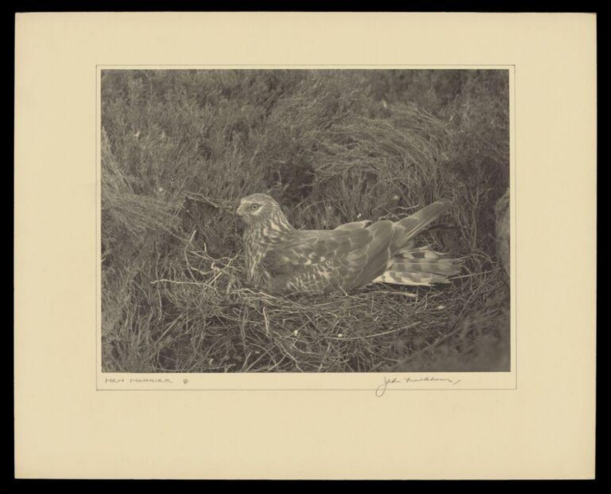 Hen Harrier on Nest