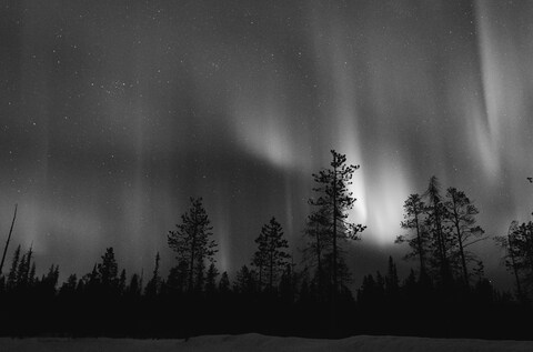 Aurora Over Snowy Forest at Night