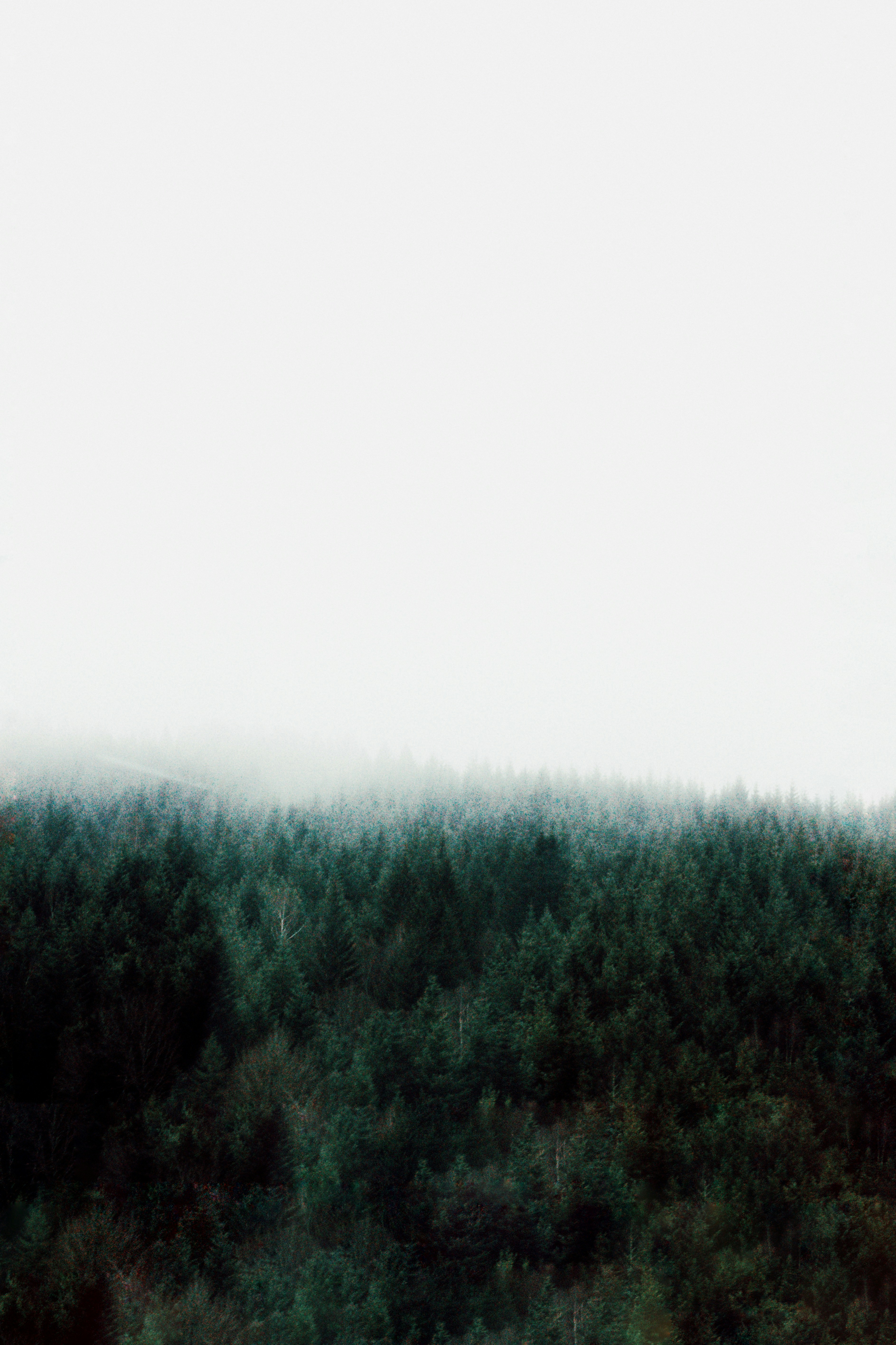 Foggy Hillside Forest