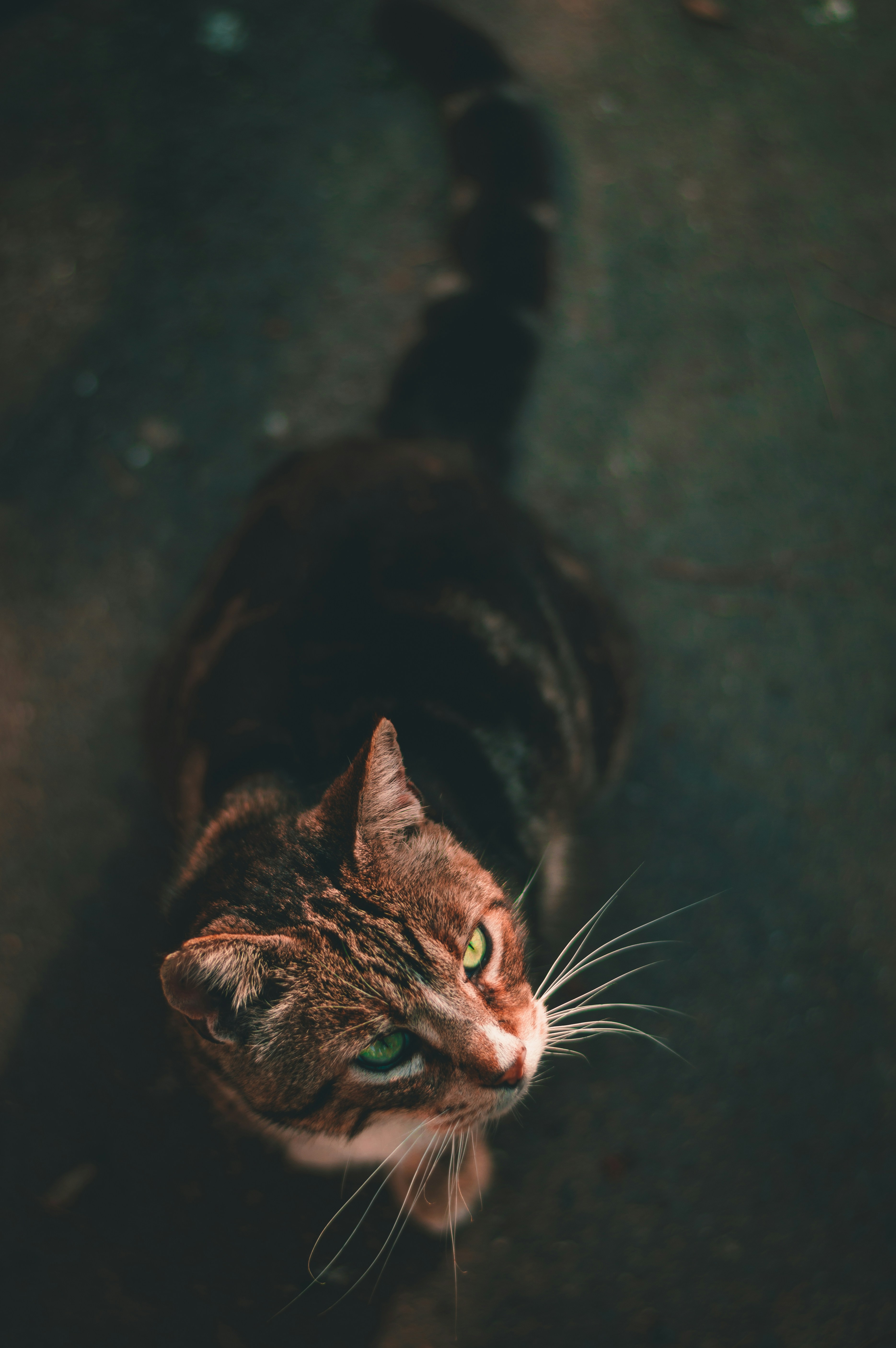 Green-eyed Tabby Cat