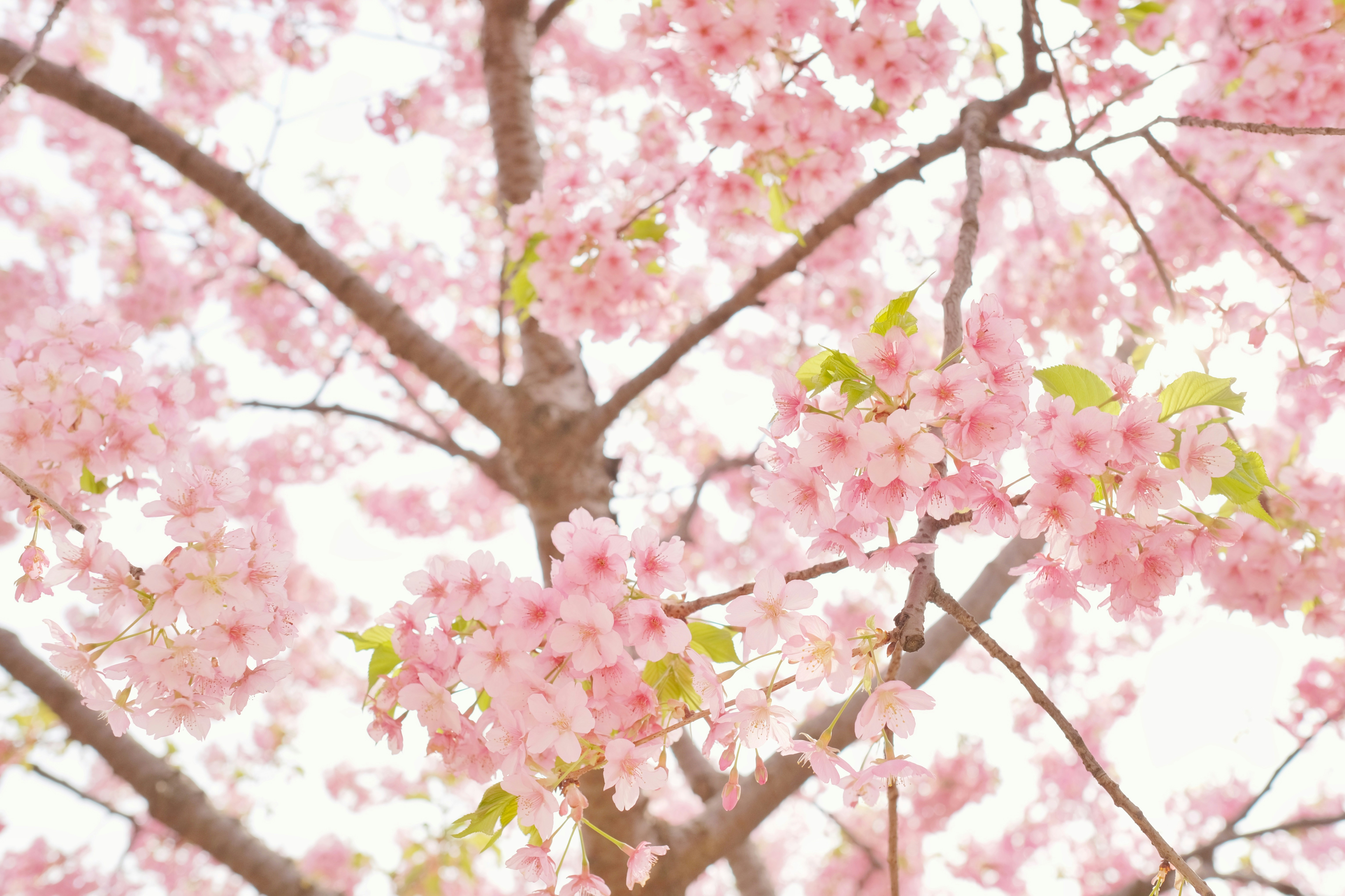 Blooming Pink Cherry Blossoms