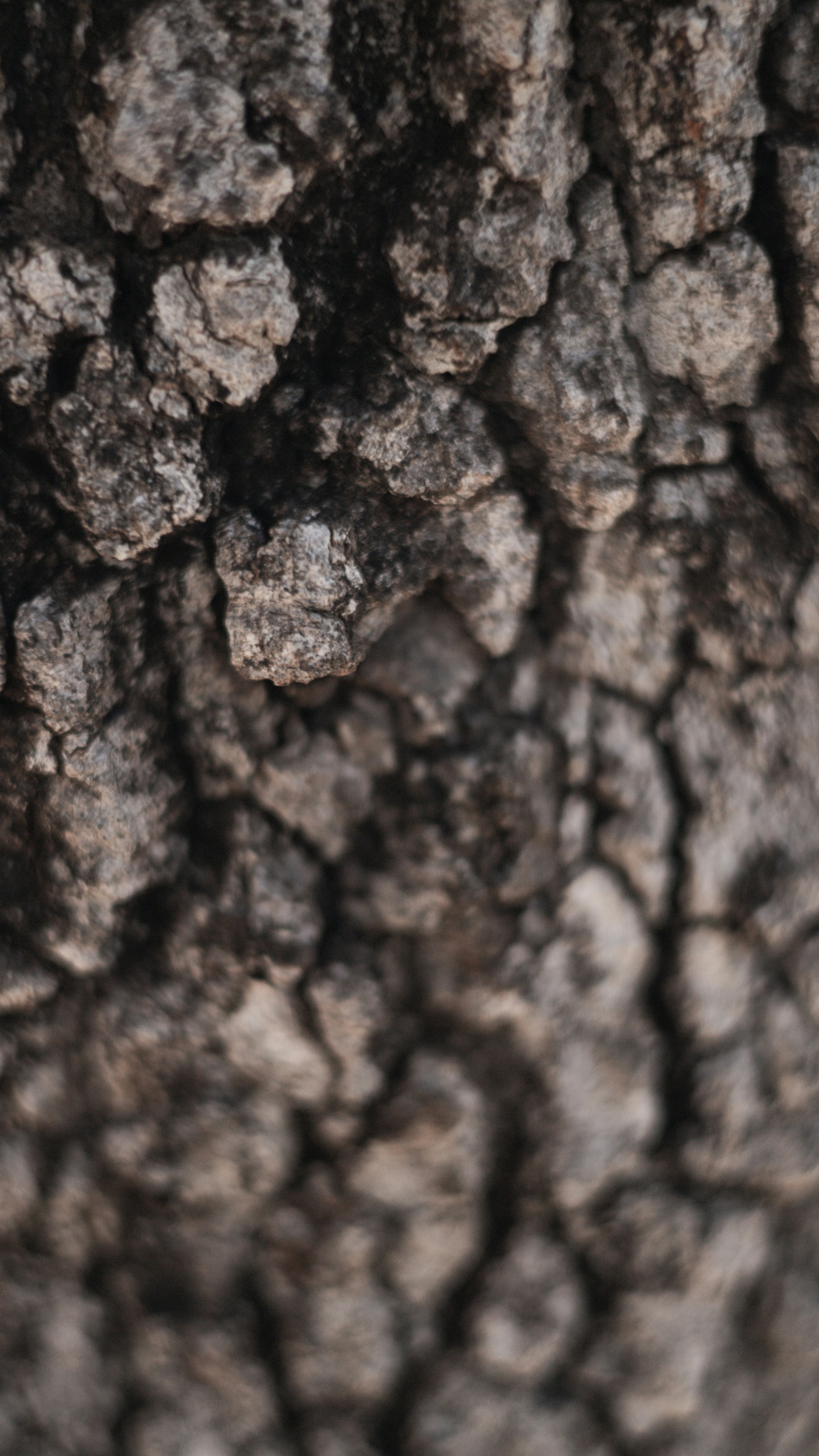 Close Up of Tree Bark