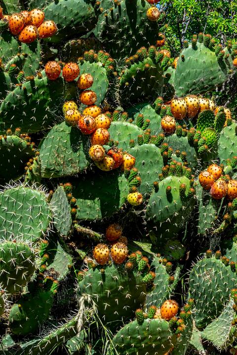 Fruiting Prickly Pear Cactus