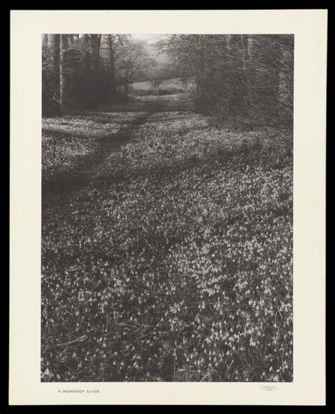 A Snowdrop Glade