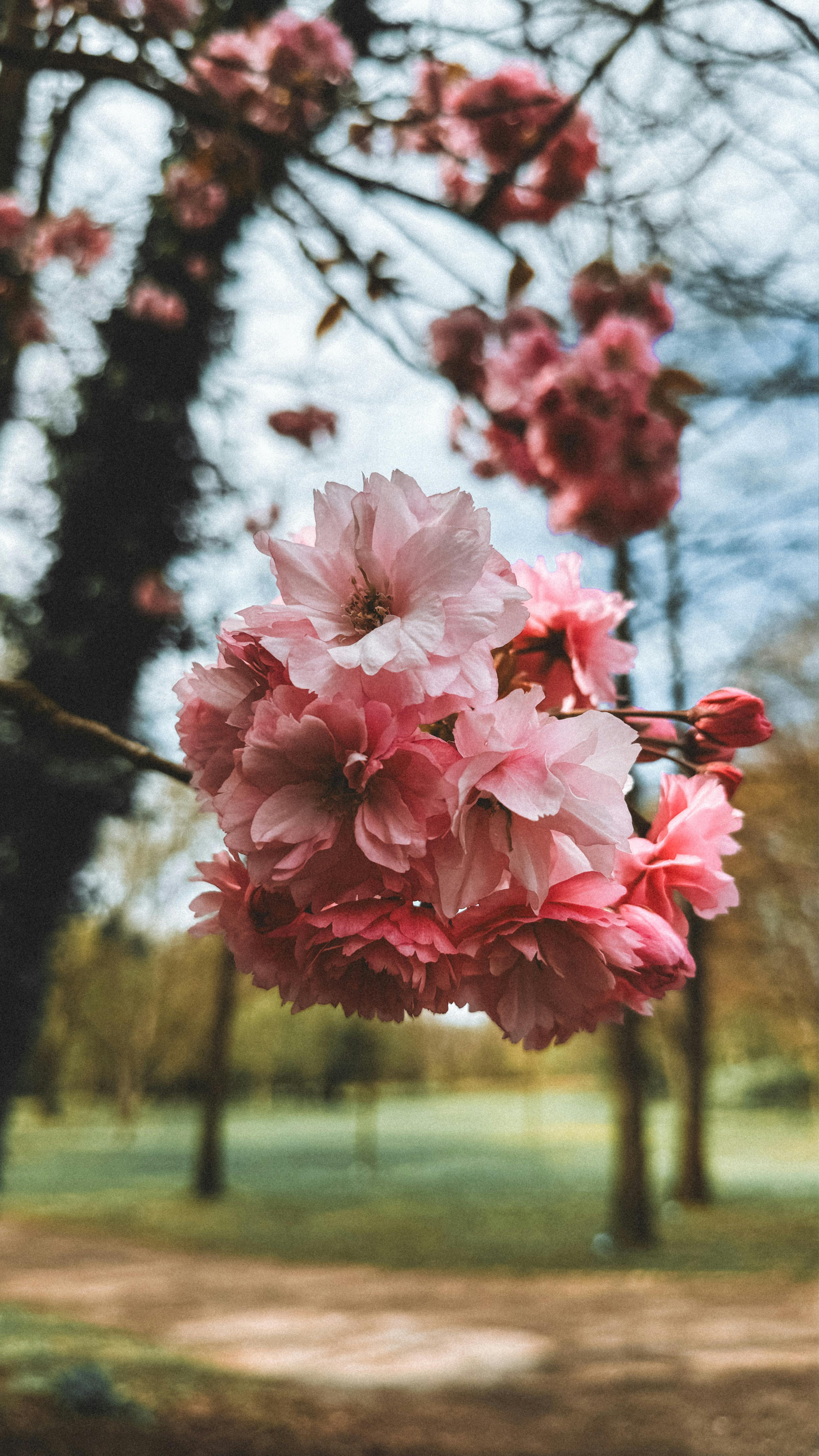 Wallpapers