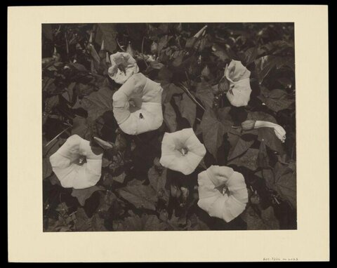 Black and White Morning Glories Closeup