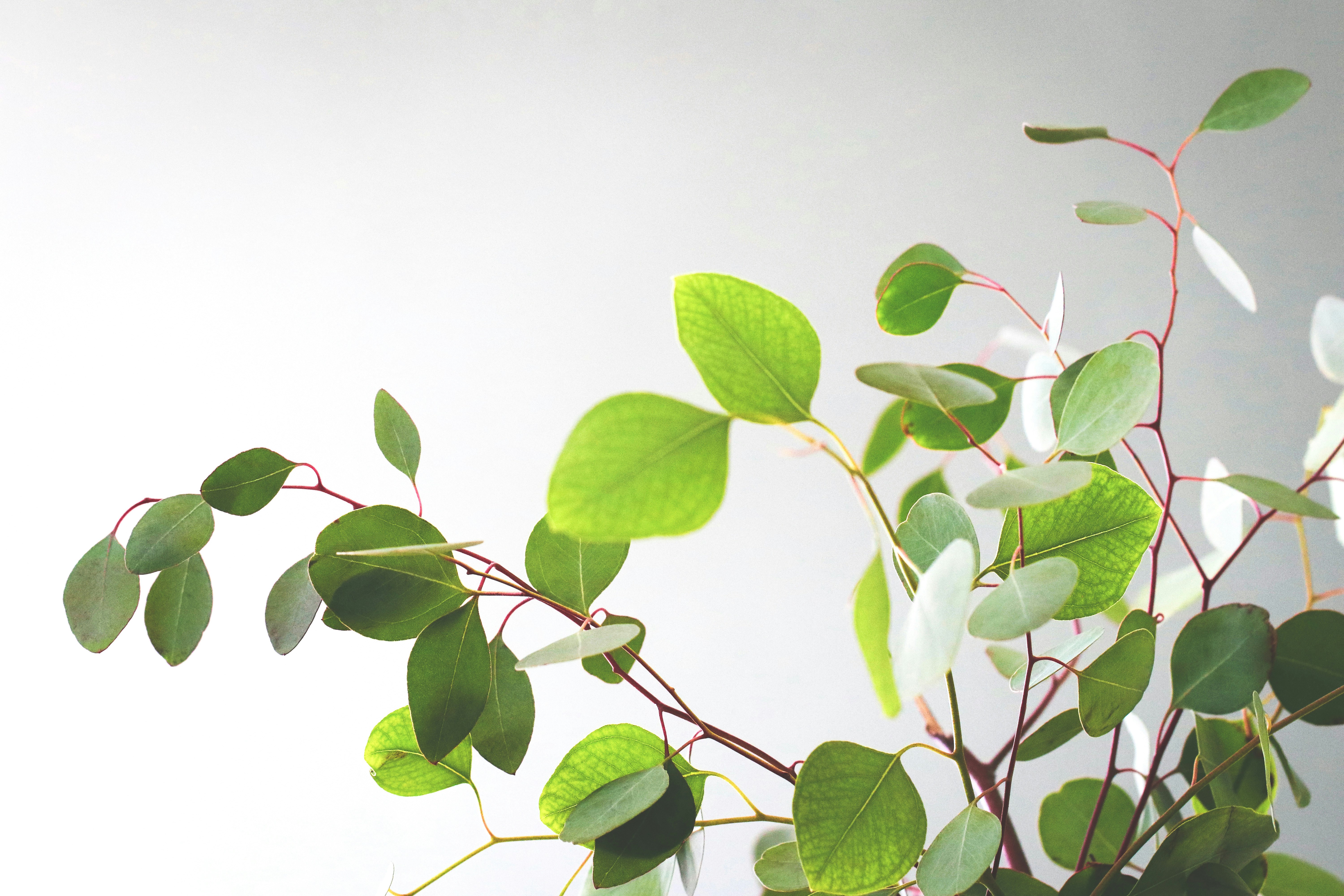 Eucalyptus Branches Against Plain Background