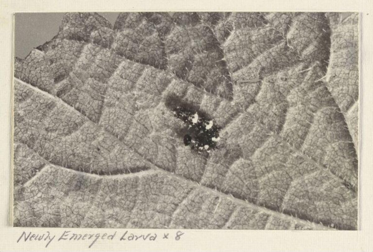 Newly Emerged Larva on Leaf