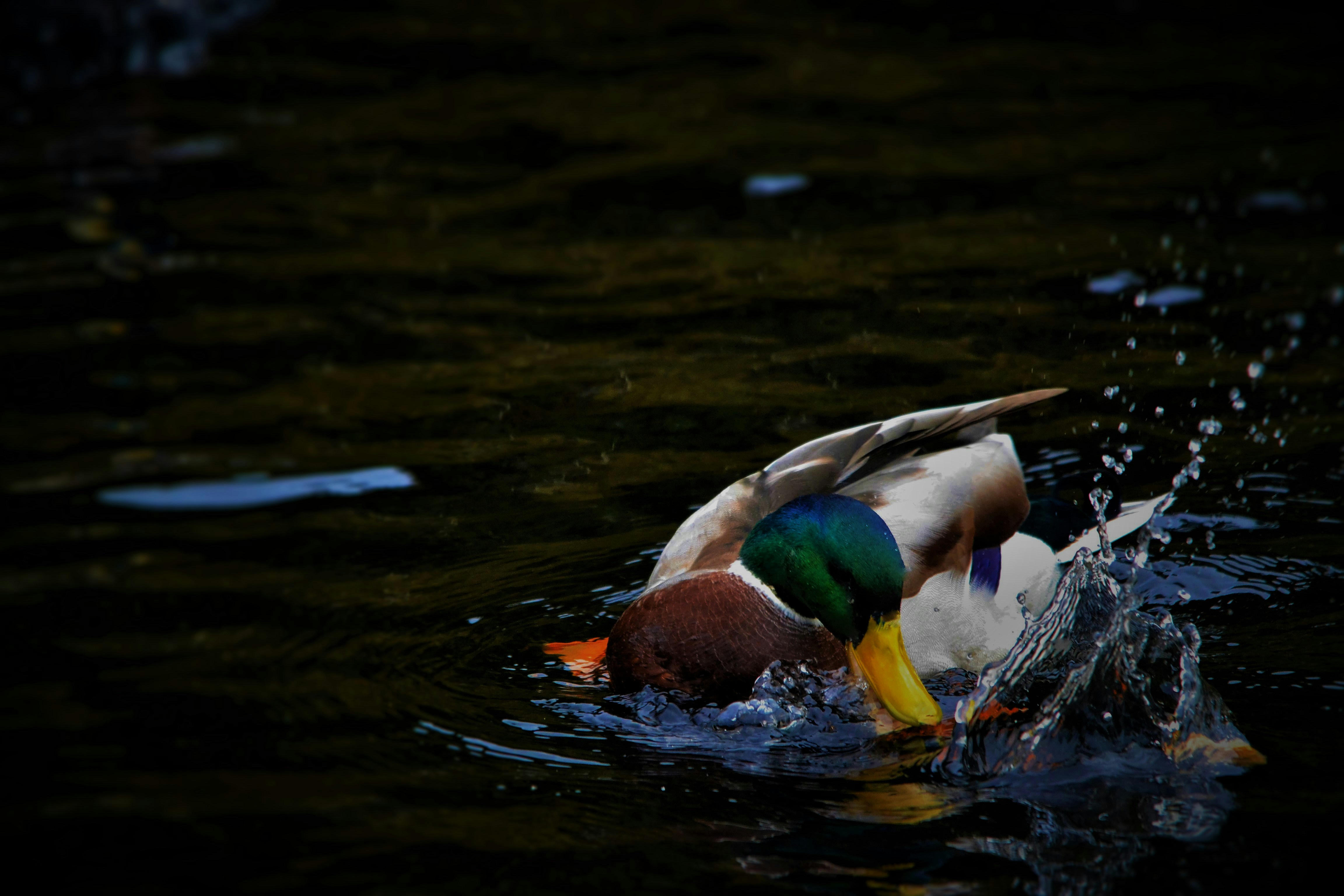 Mallard Duck Foraging in Water