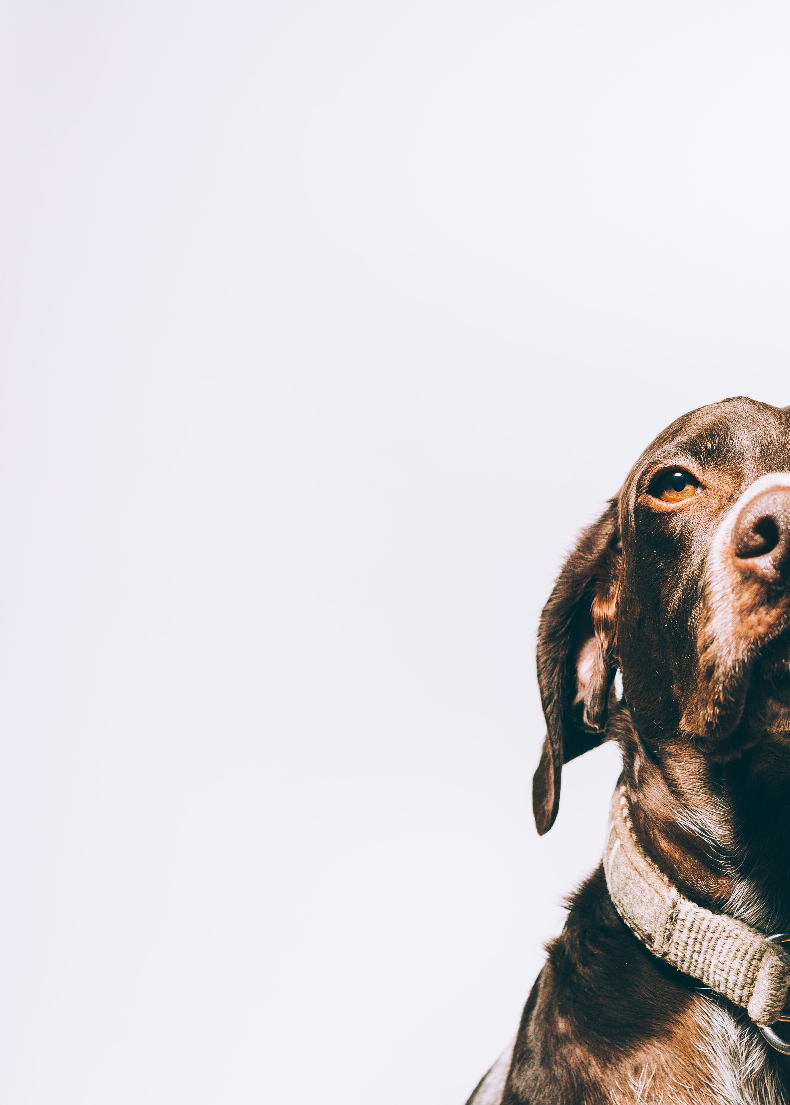 Brown Dog Half Portrait