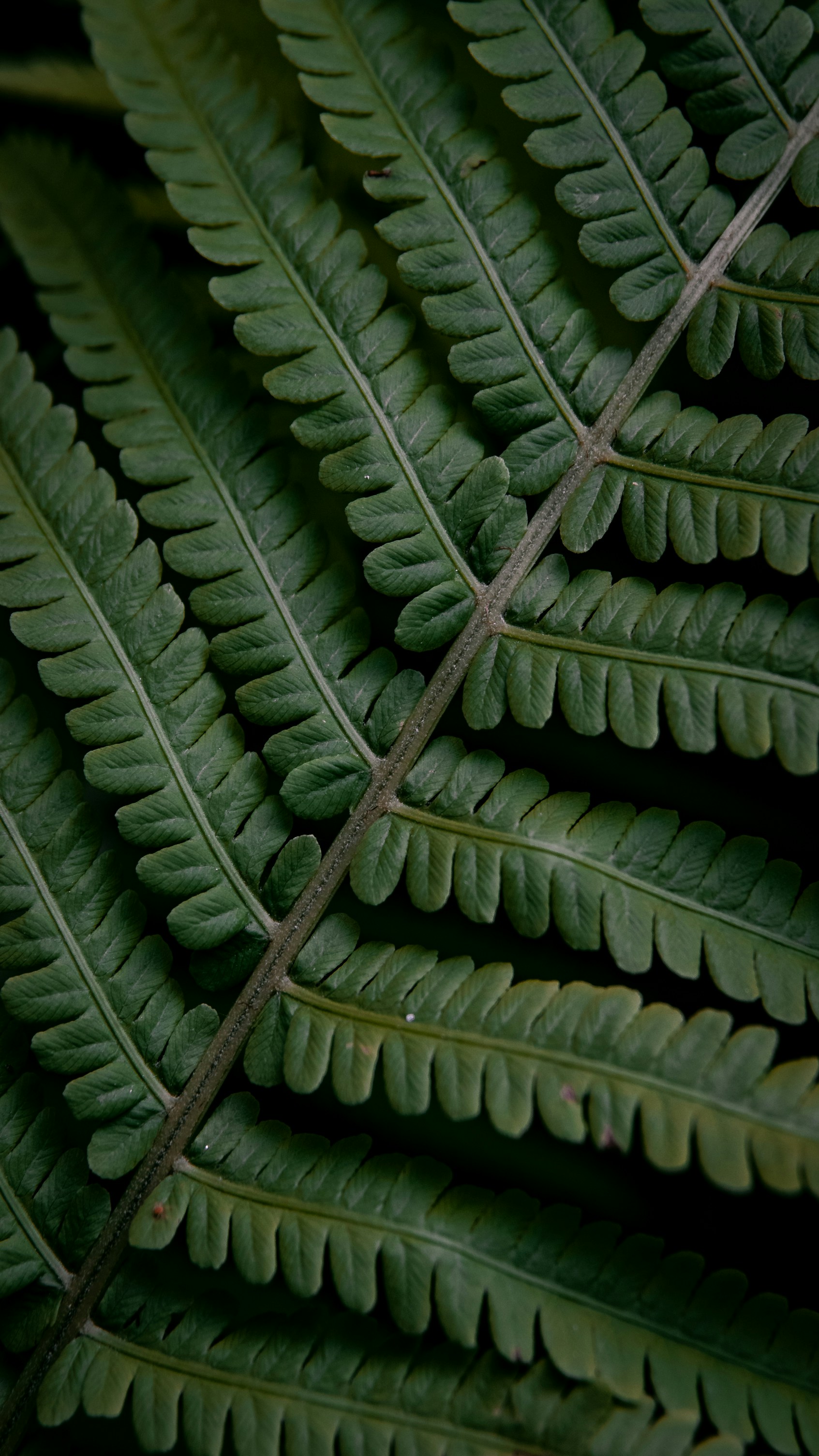 Close-up of Fern Leaflets
