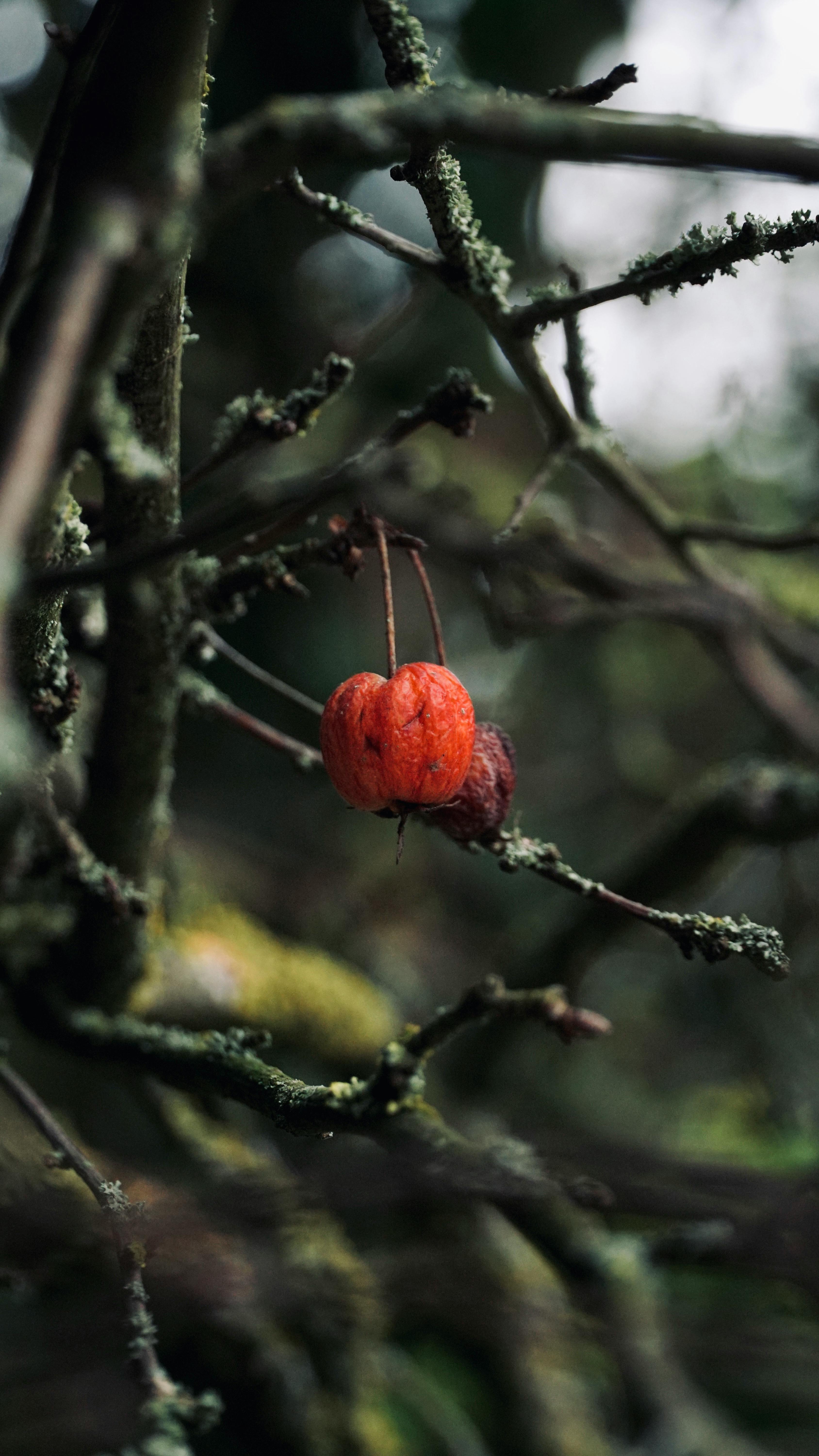 Dried Red Crabapple on Bare Branch