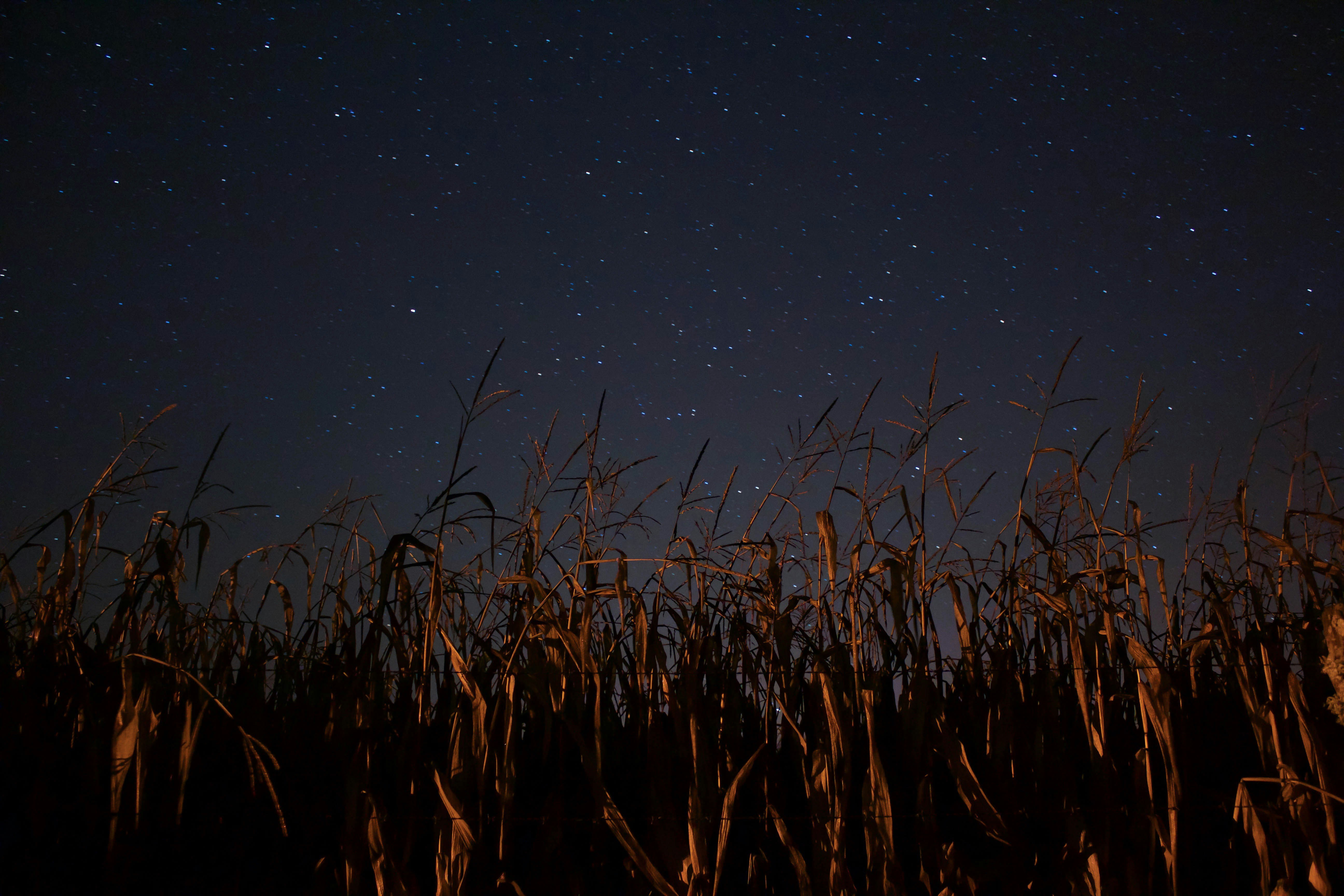 Starry Night Over Corn Field