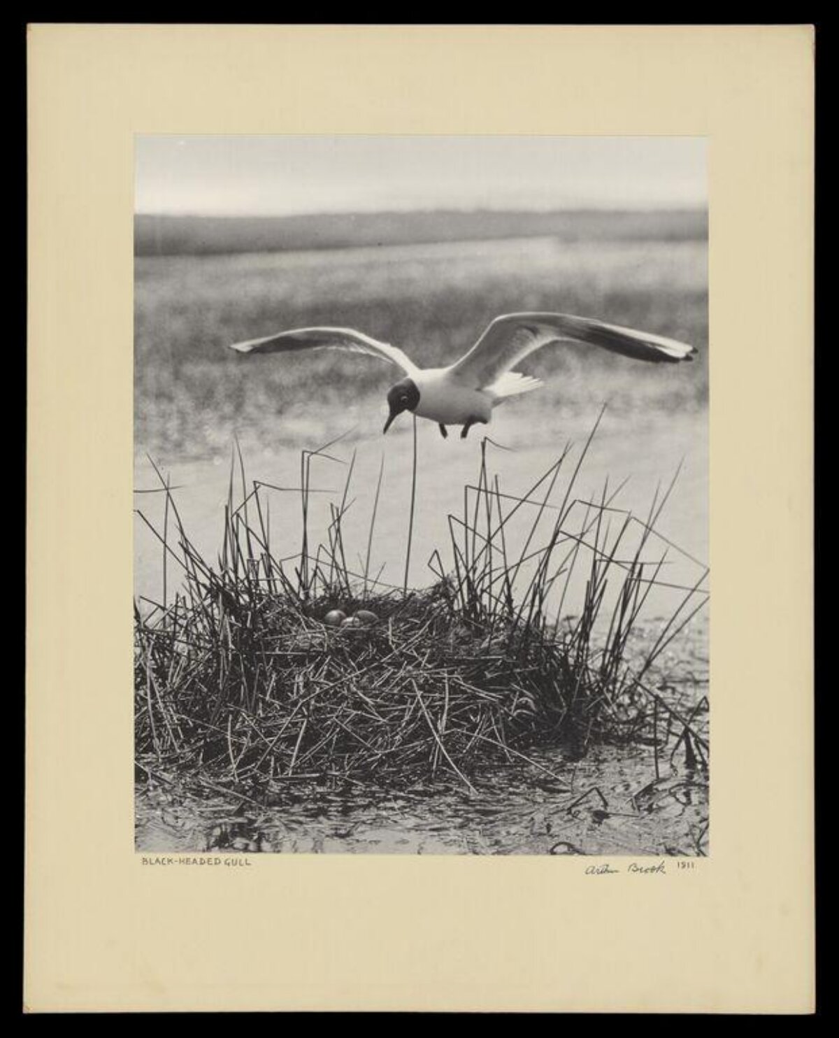 Black-headed Gull at Nest