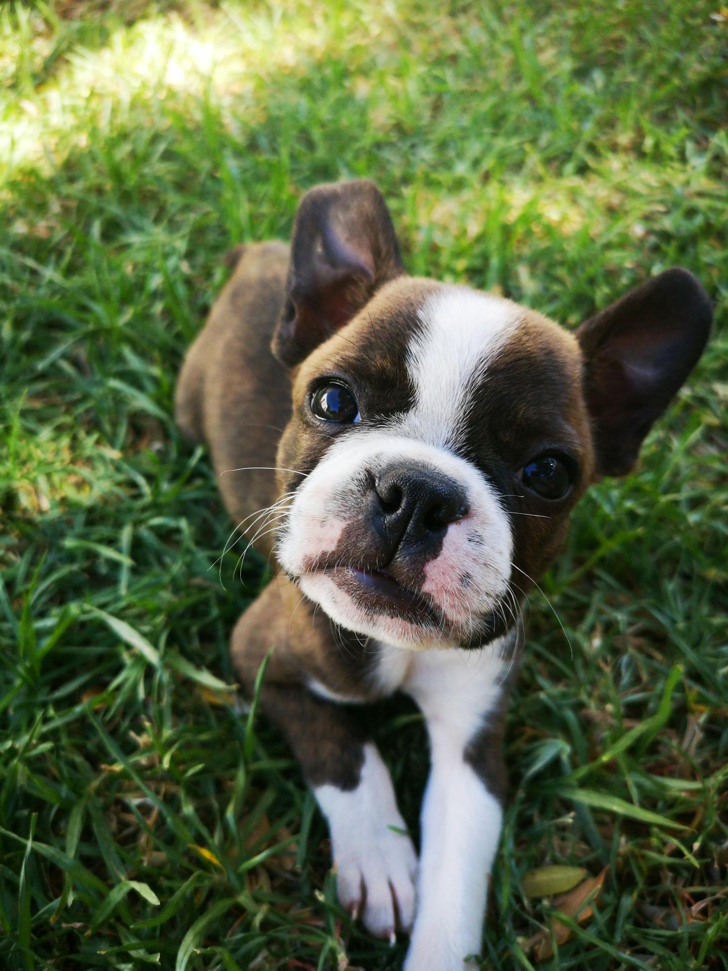 Boston Terrier Puppy on Green Grass