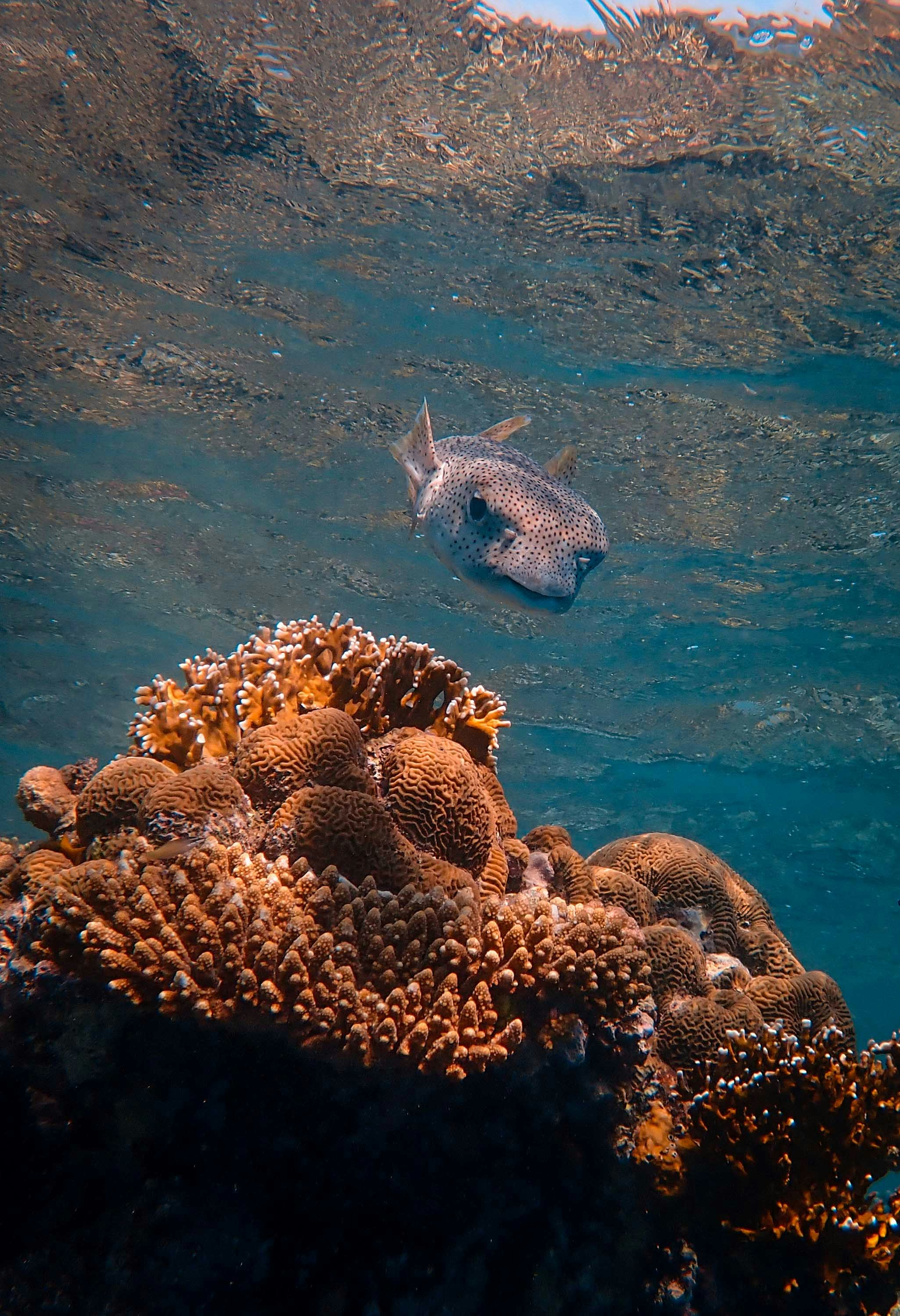 Underwater Spotted Puffer and Coral Reef