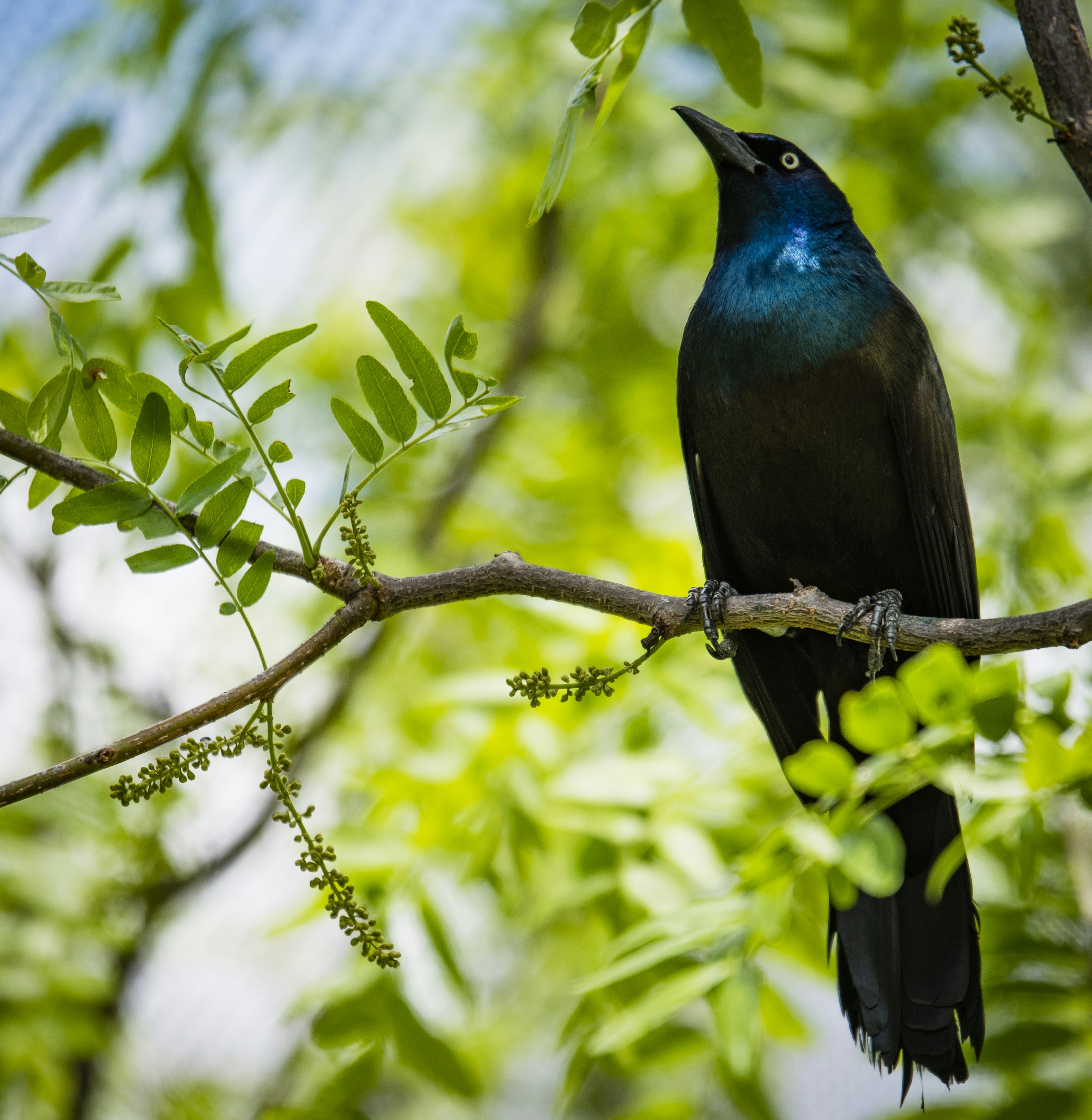Common Grackle Perched on Tree Branch