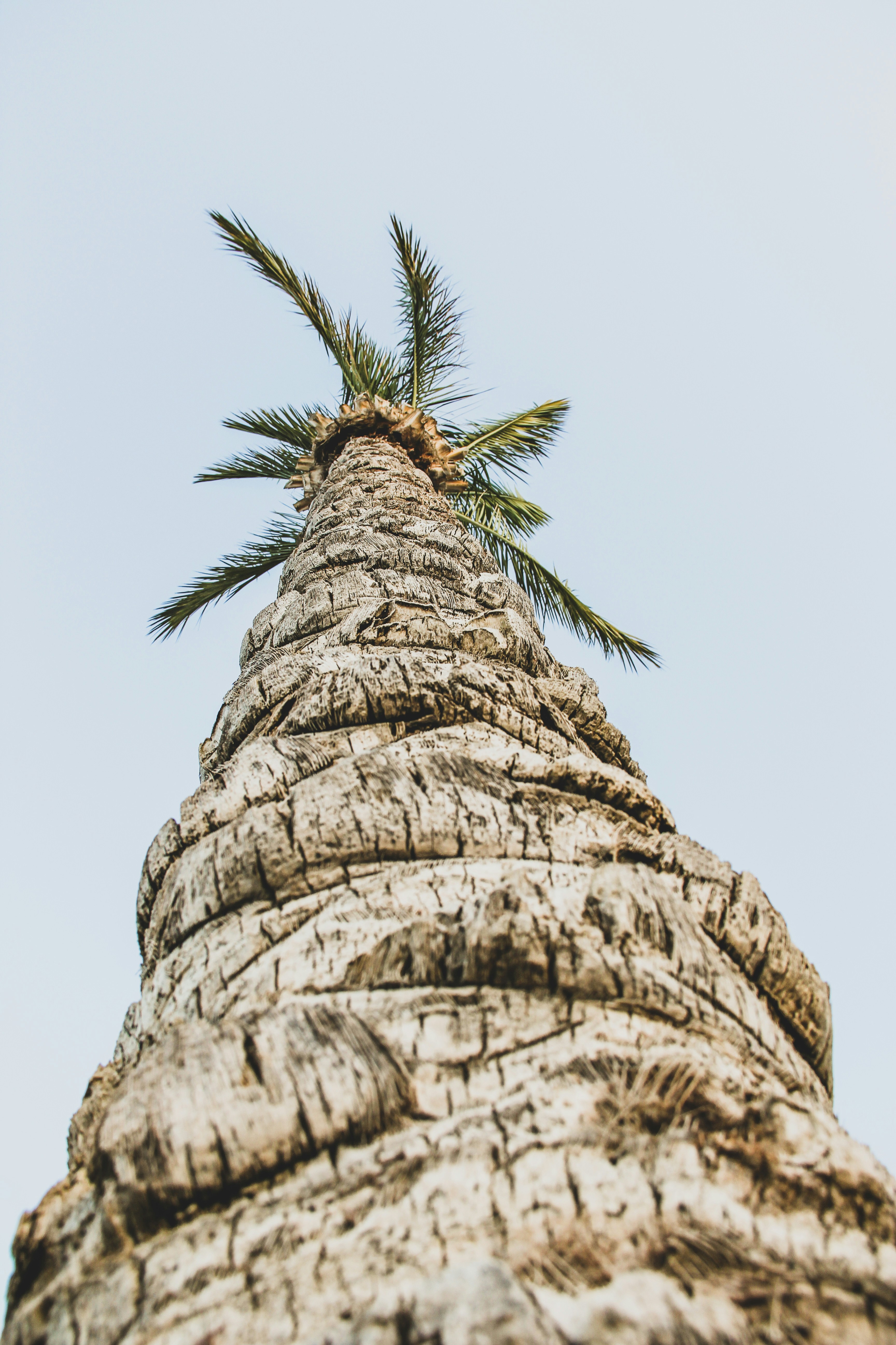 Low Angle View of Palm Tree