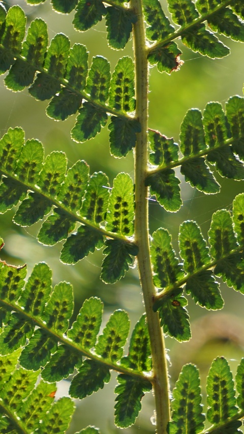 Close-up of Fern Frond with Spores