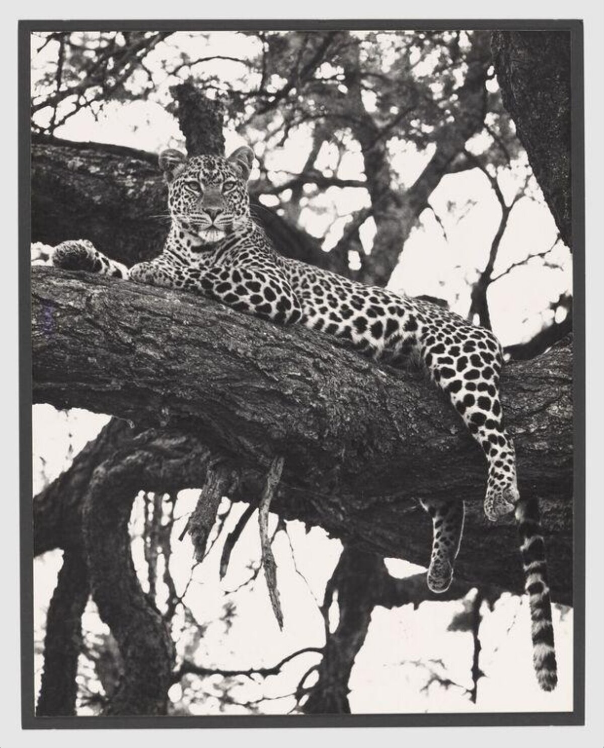 Leopard Resting on Tree Branch