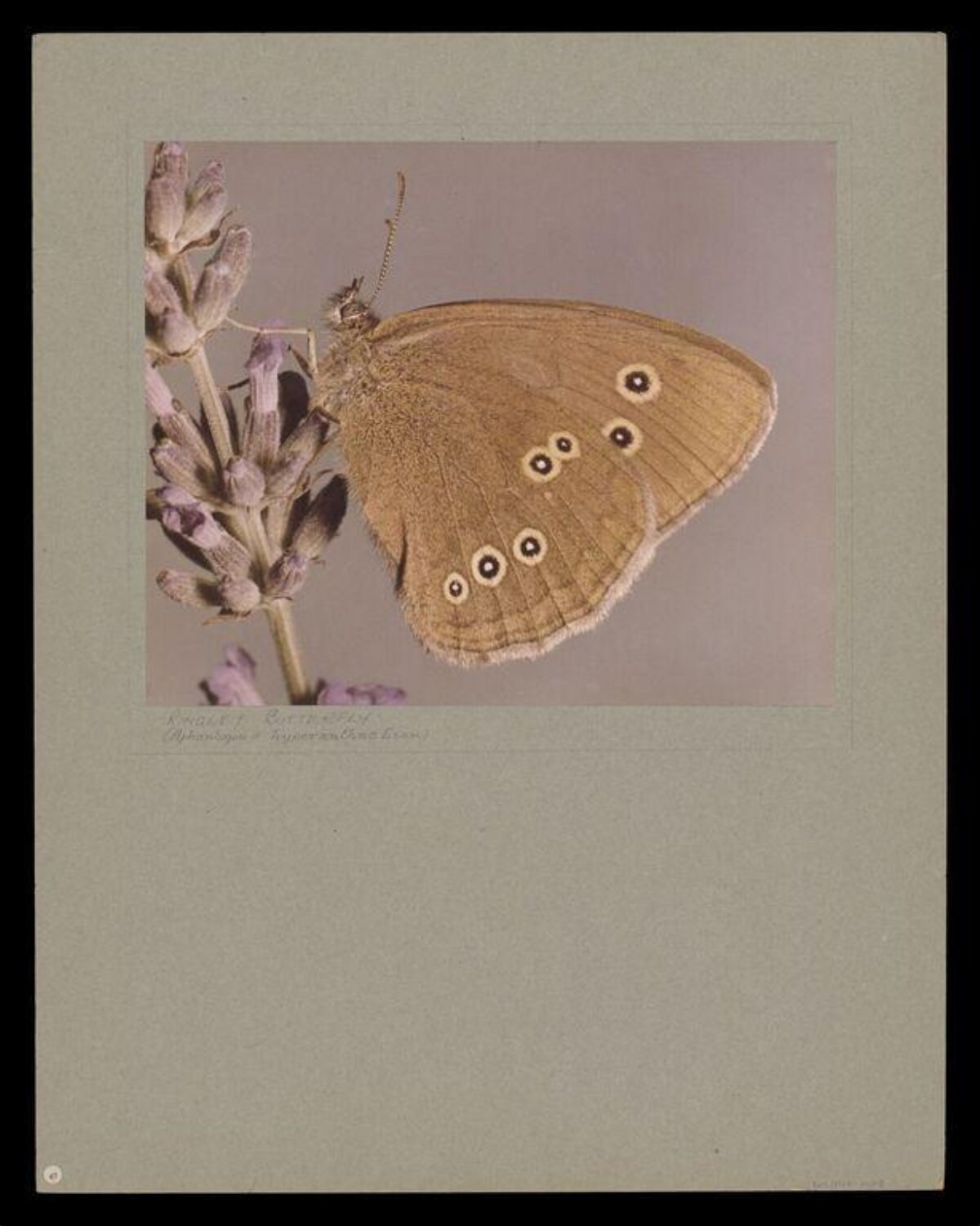 Brown Butterfly Resting on Lavender