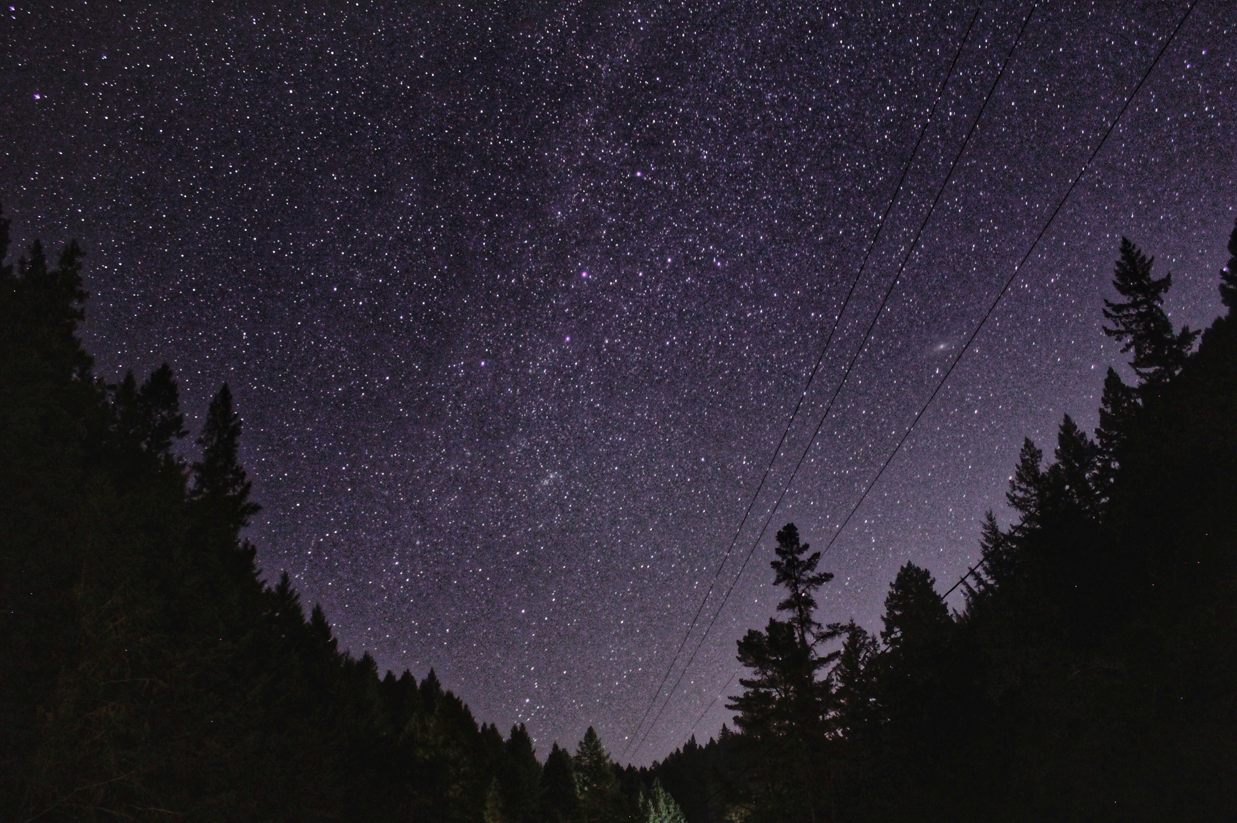 Starry Night Sky Over Forest