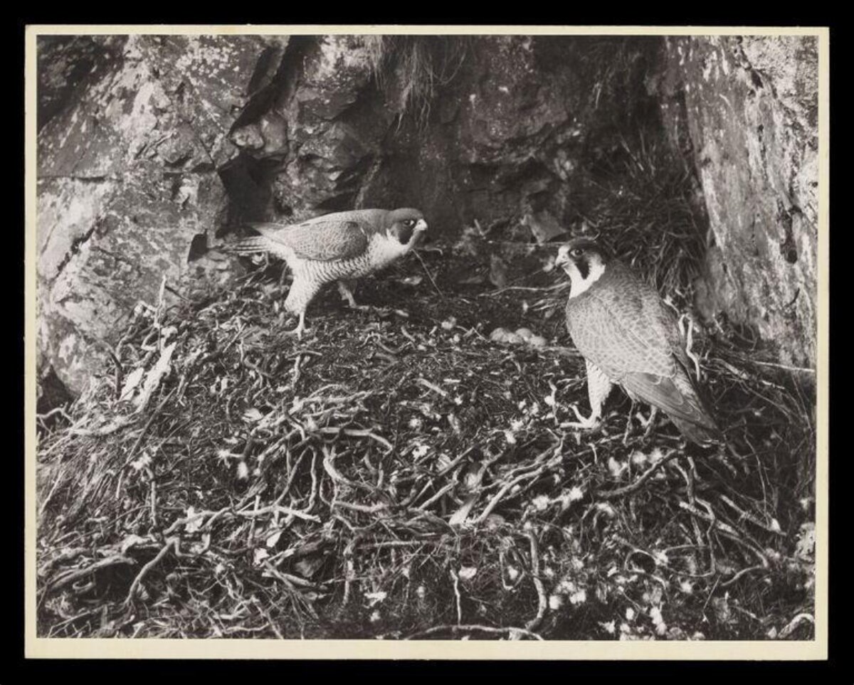 Two Falcons at Cliffside Nest — Animal Encyclopedia