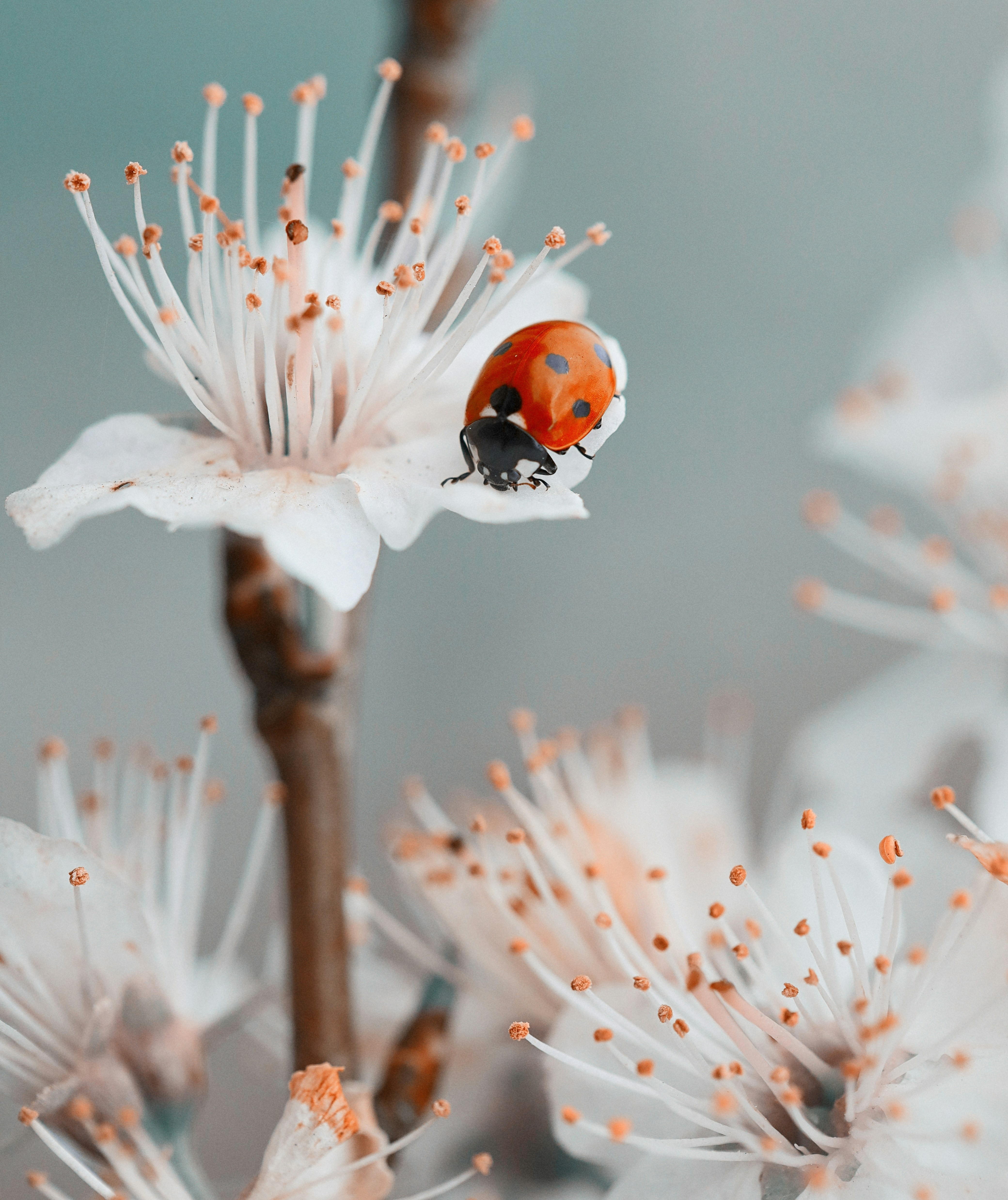 Ladybug on White Spring Blossom — Phone Wallpapers