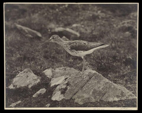 Greenshank Standing on Rock