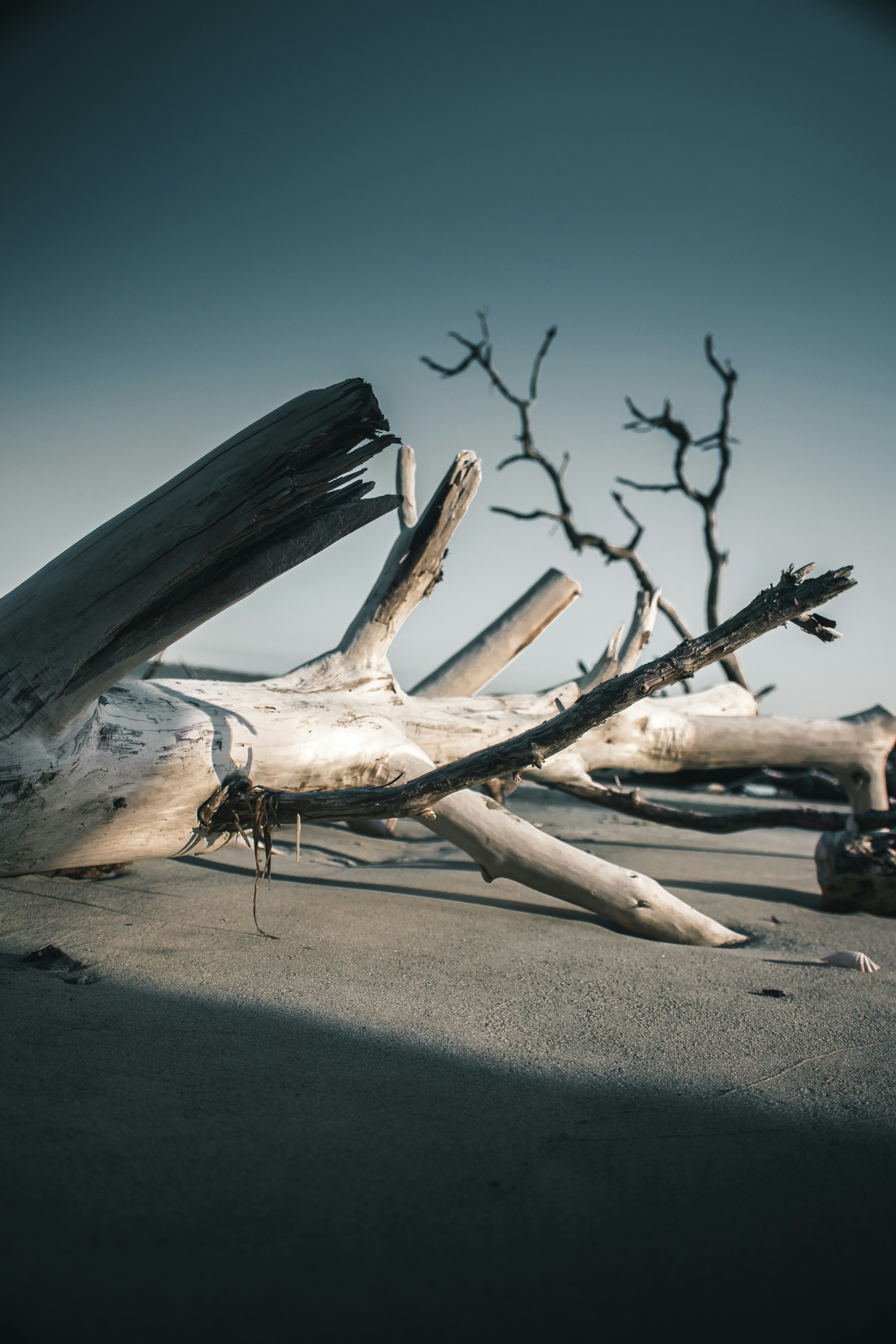 Driftwood on Sandy Beach