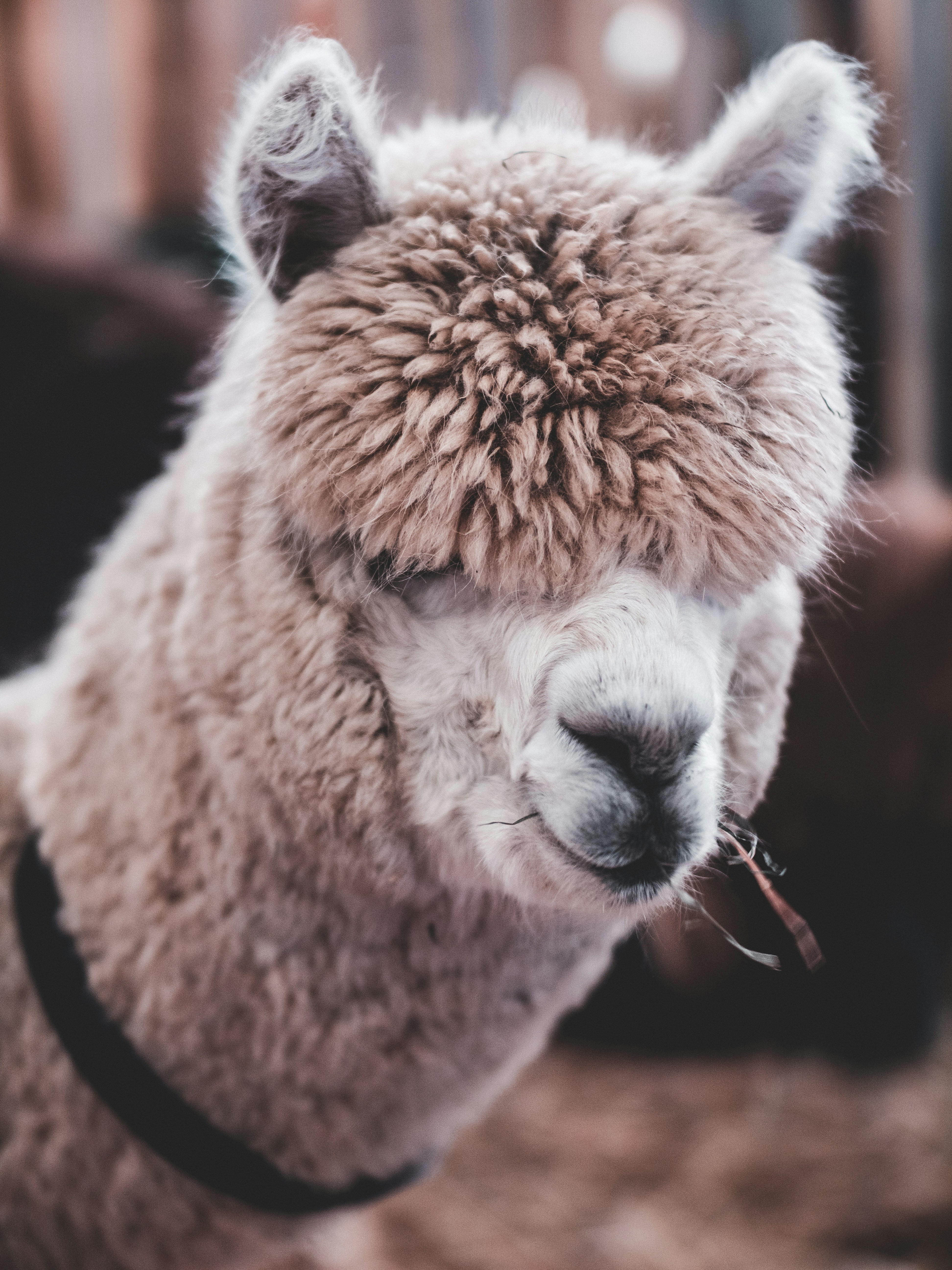 Close-up of a Light Brown Alpaca