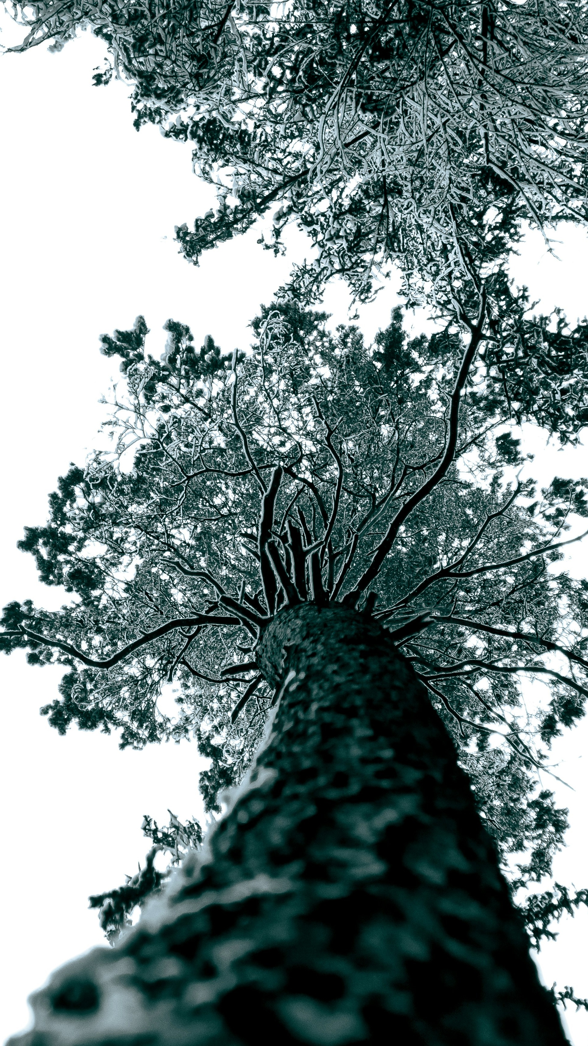 Low Angle View Of Pine Tree