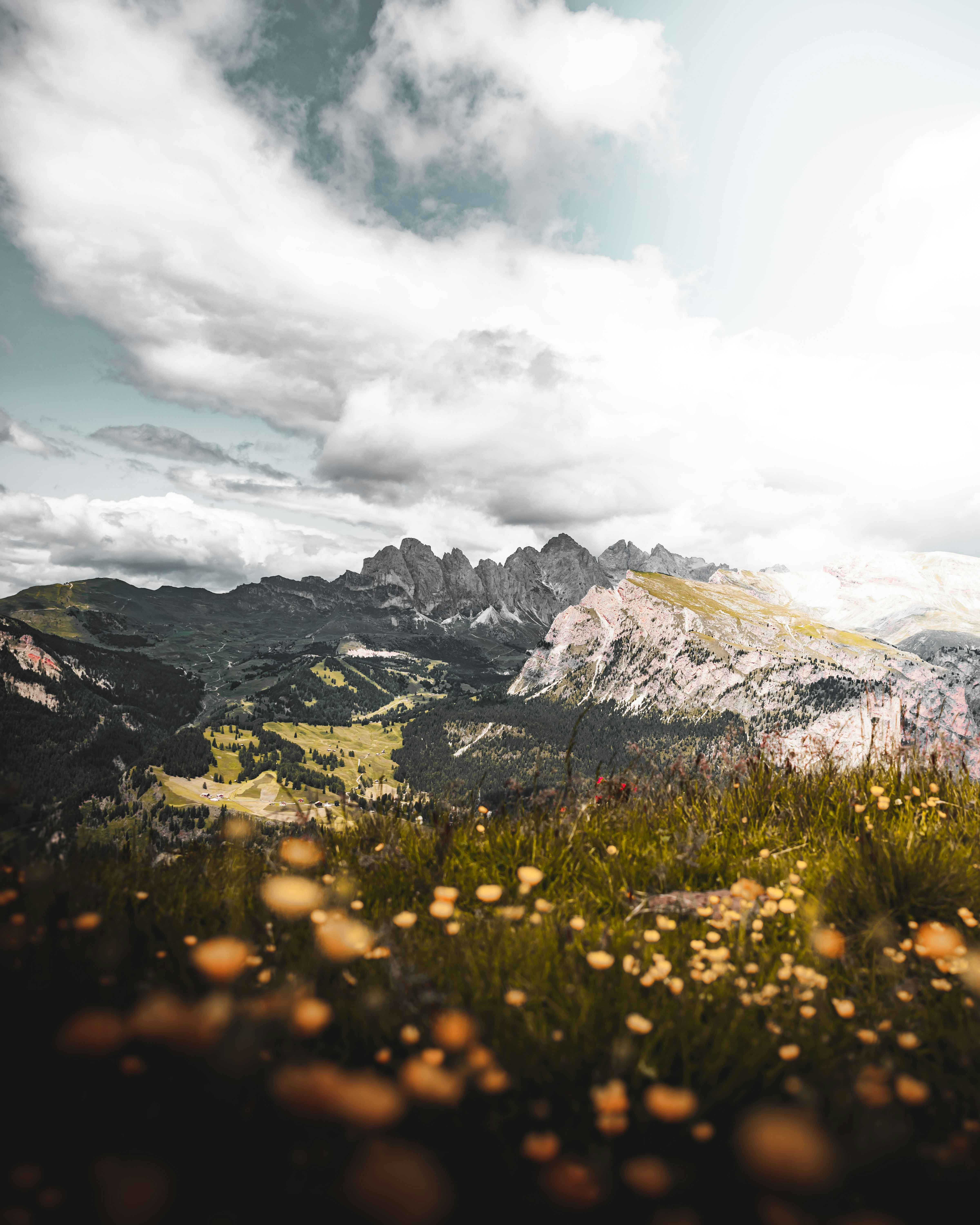 Mountain Landscape with Wildflowers