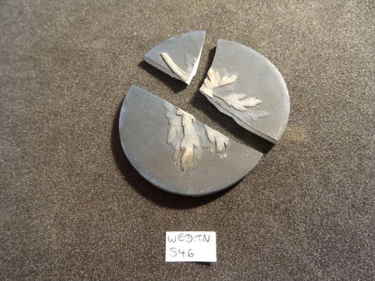 Fragmented Plant Leaf Fossil Specimen